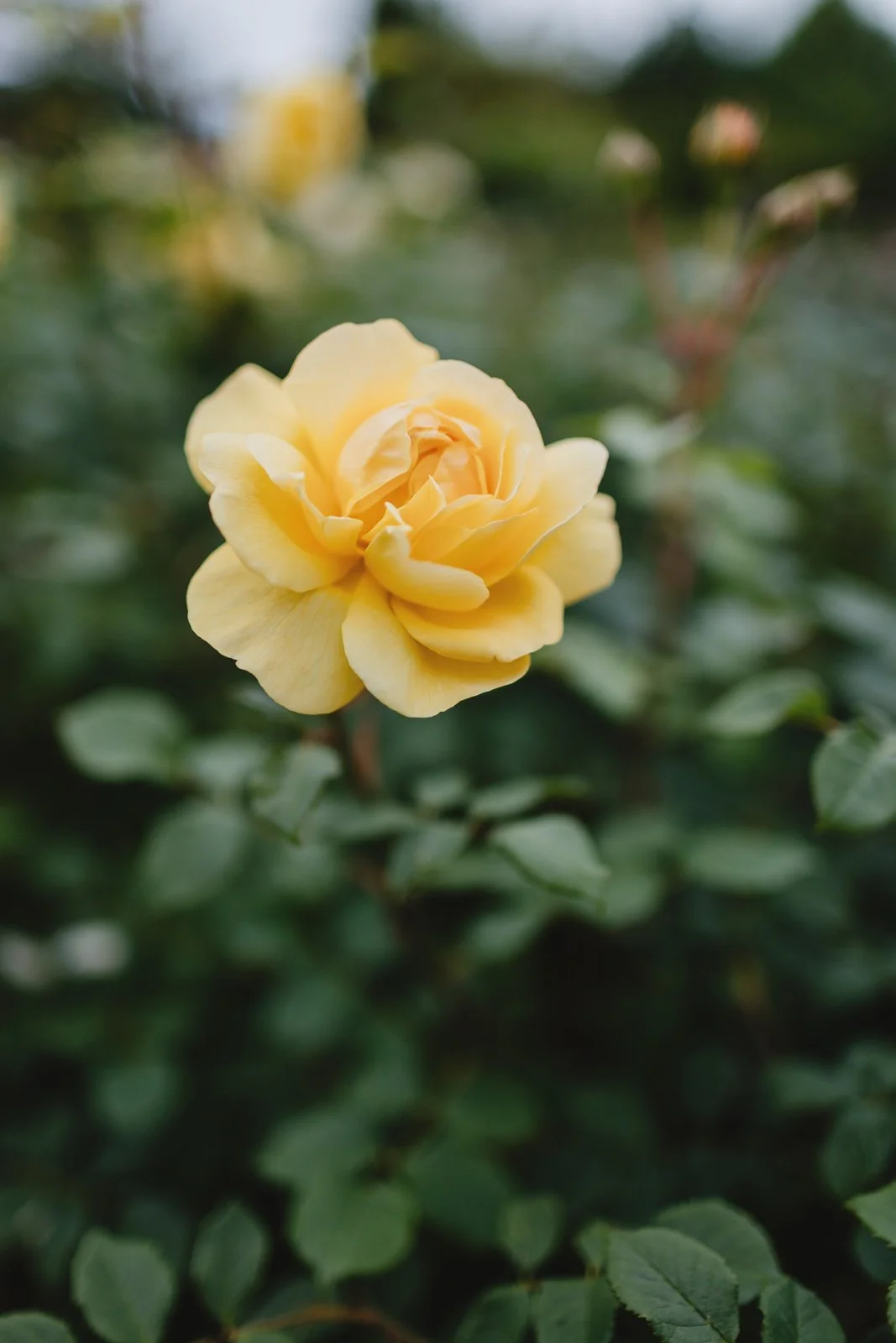 _E5A5163.jpg