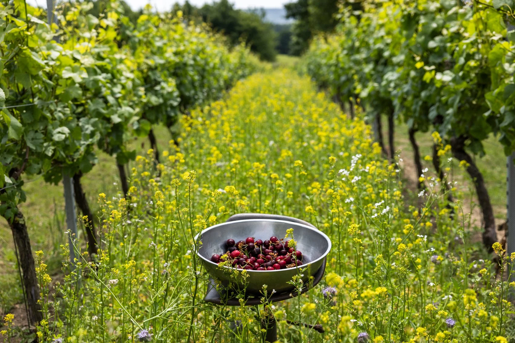 The Gladwins June 2025_074.jpg