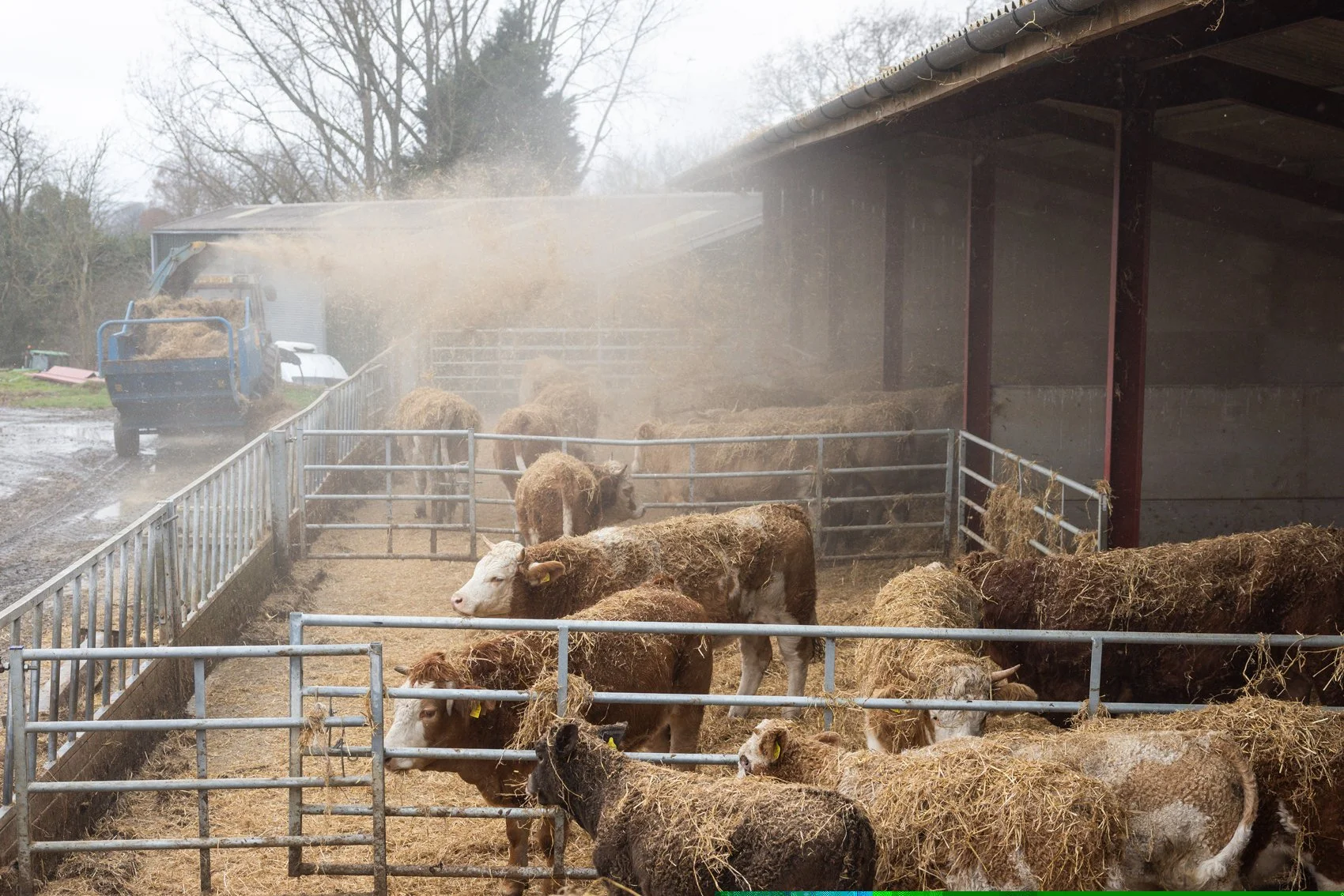 Nutbourne Gladwins Dec25_068.jpg