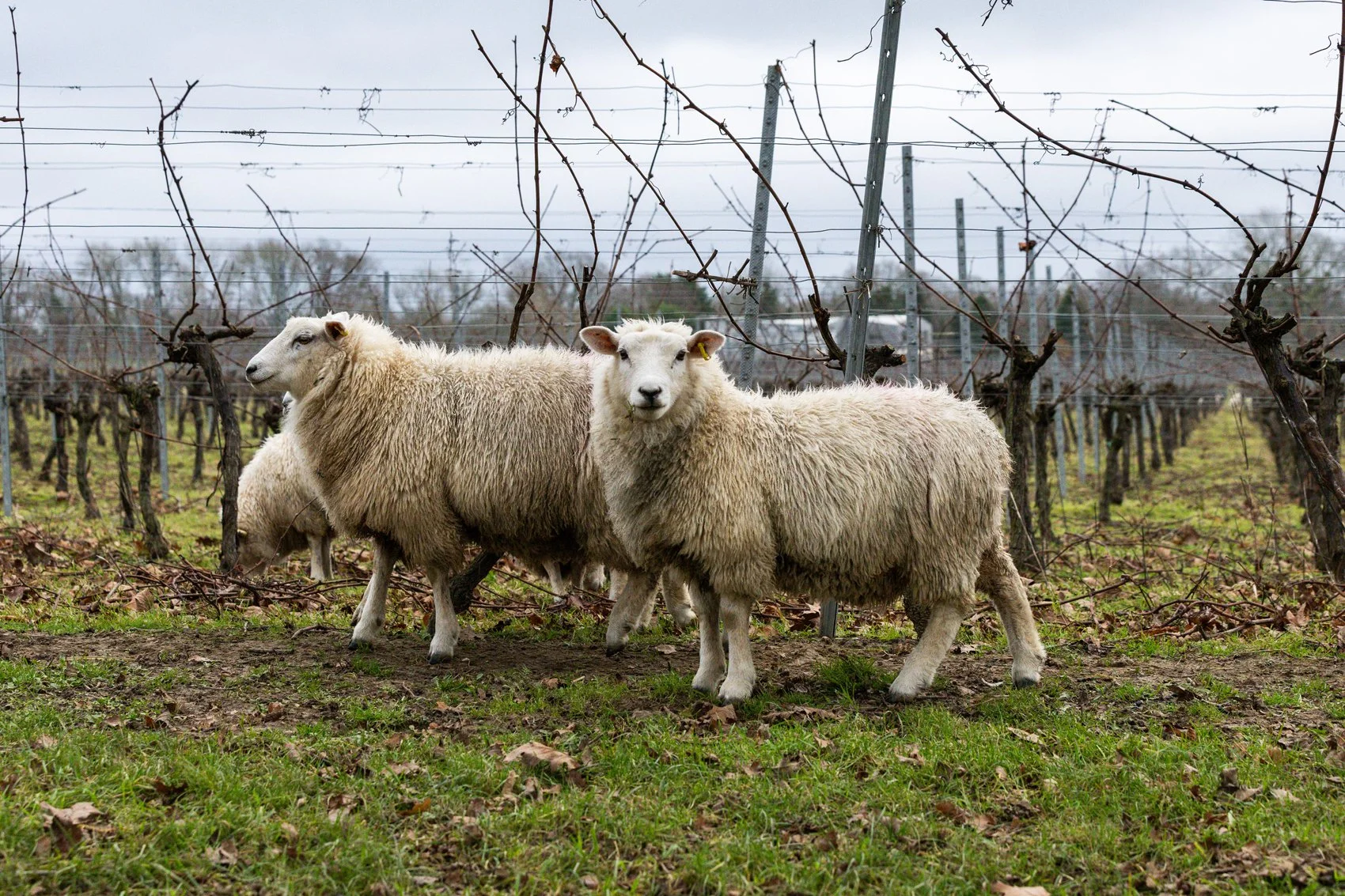 Nutbourne Gladwins Dec25_088.jpg