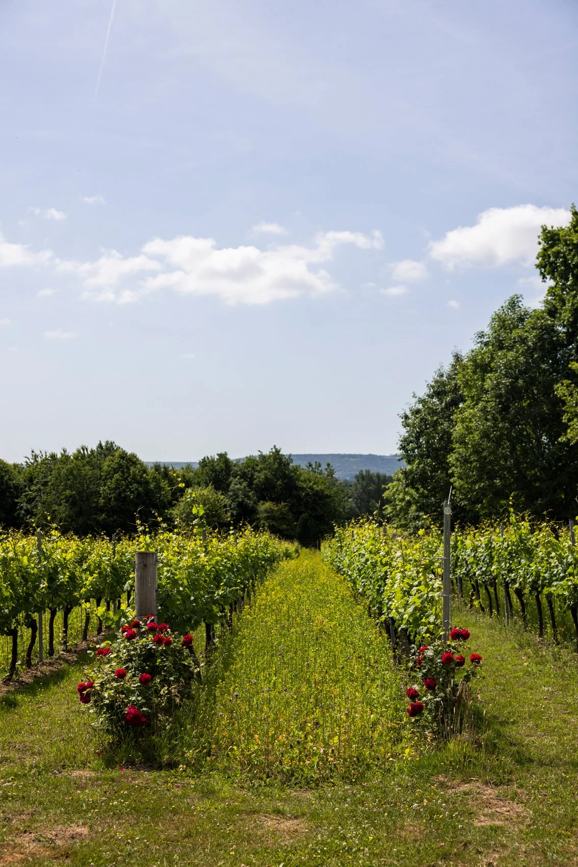 The Gladwins June 2025_012.jpg