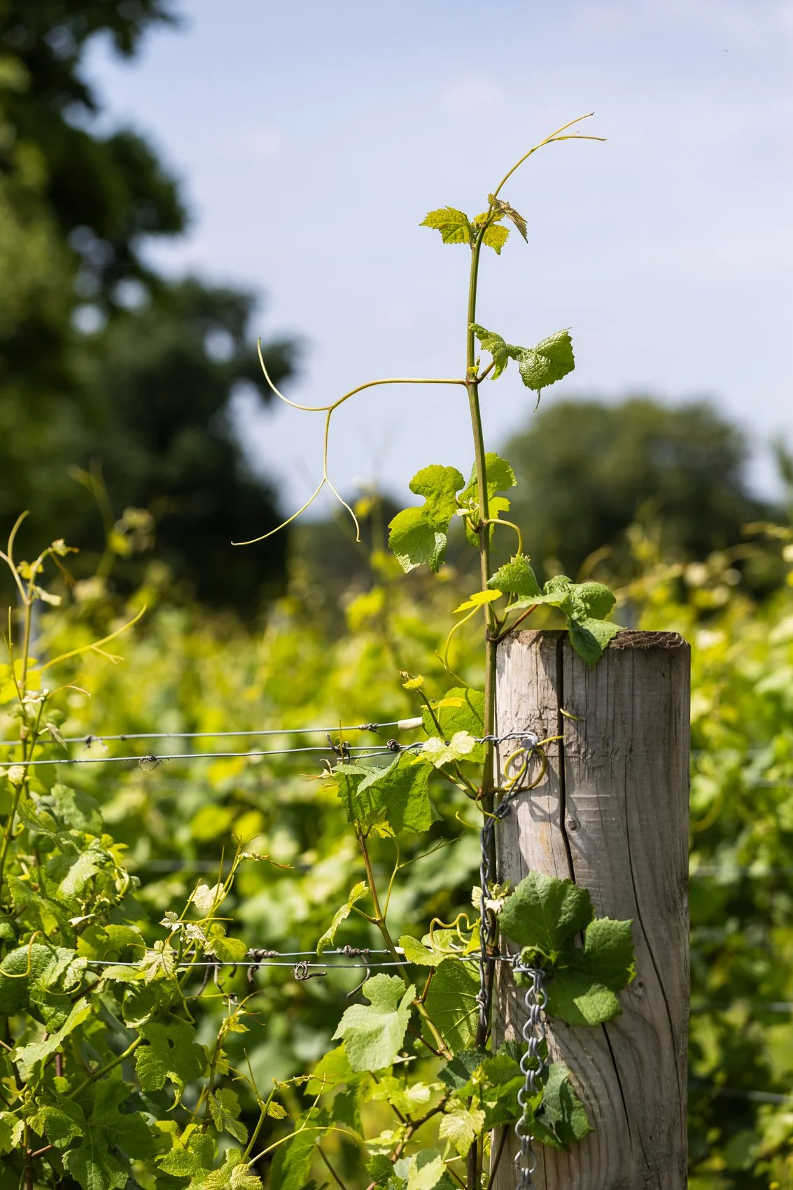 The Gladwins June 2025_011.jpg