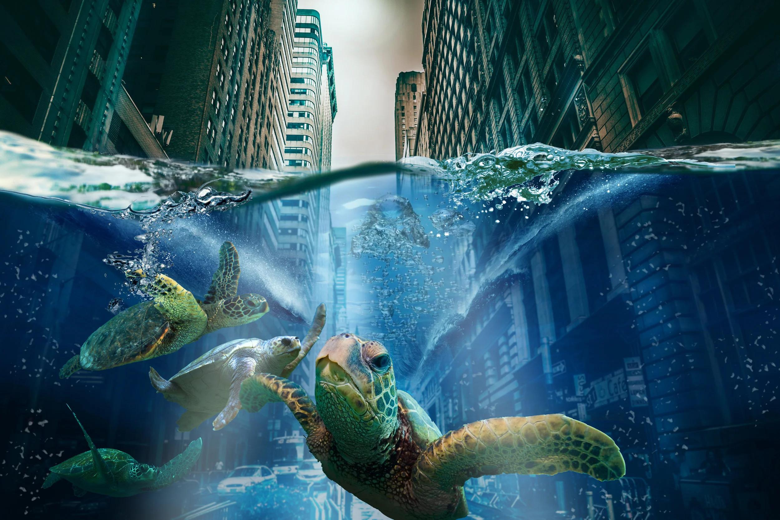 ttturtle.jpg