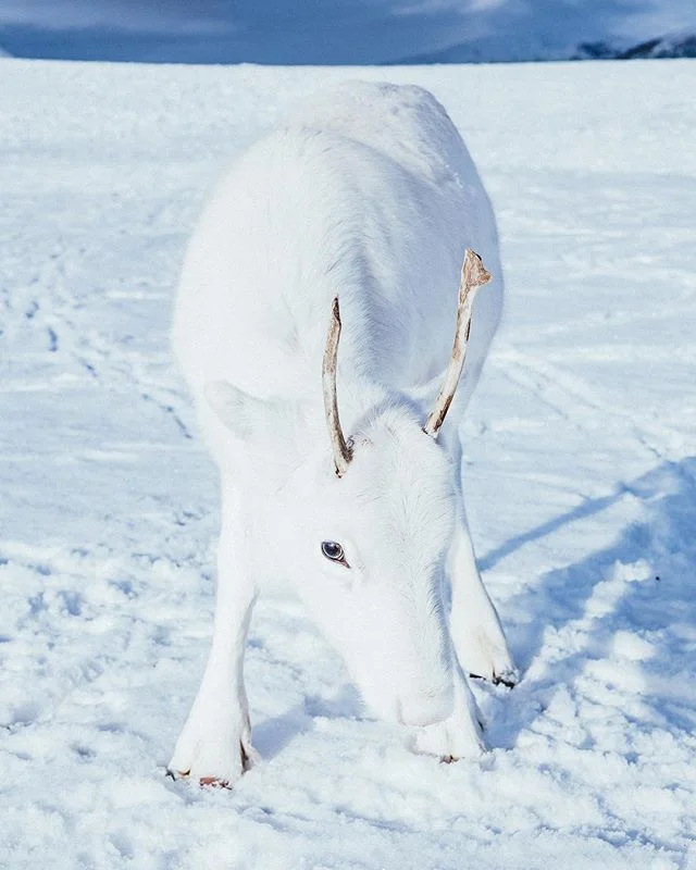 Back to the cold north❄️
Met this white little reindeer in northern Norway😍 He almost disappeared into the snow!