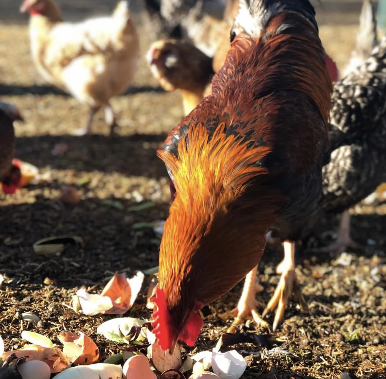 heartquist chicken.jpg