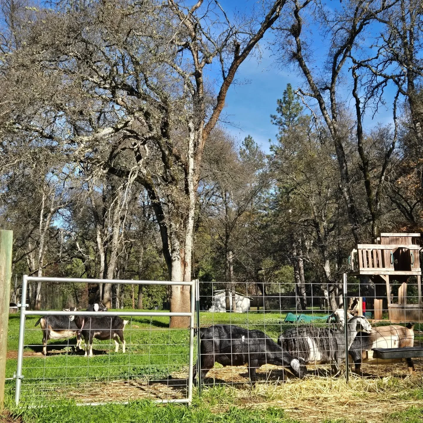 🌞 The Retired Gals Are Soaking Up the Sunshine!
Our sweetest senior goats spent the morning lounging, napping, and greeting all the wonderful visitors who stopped by. We&rsquo;re so grateful for everyone who came out &mdash; it truly makes their day
