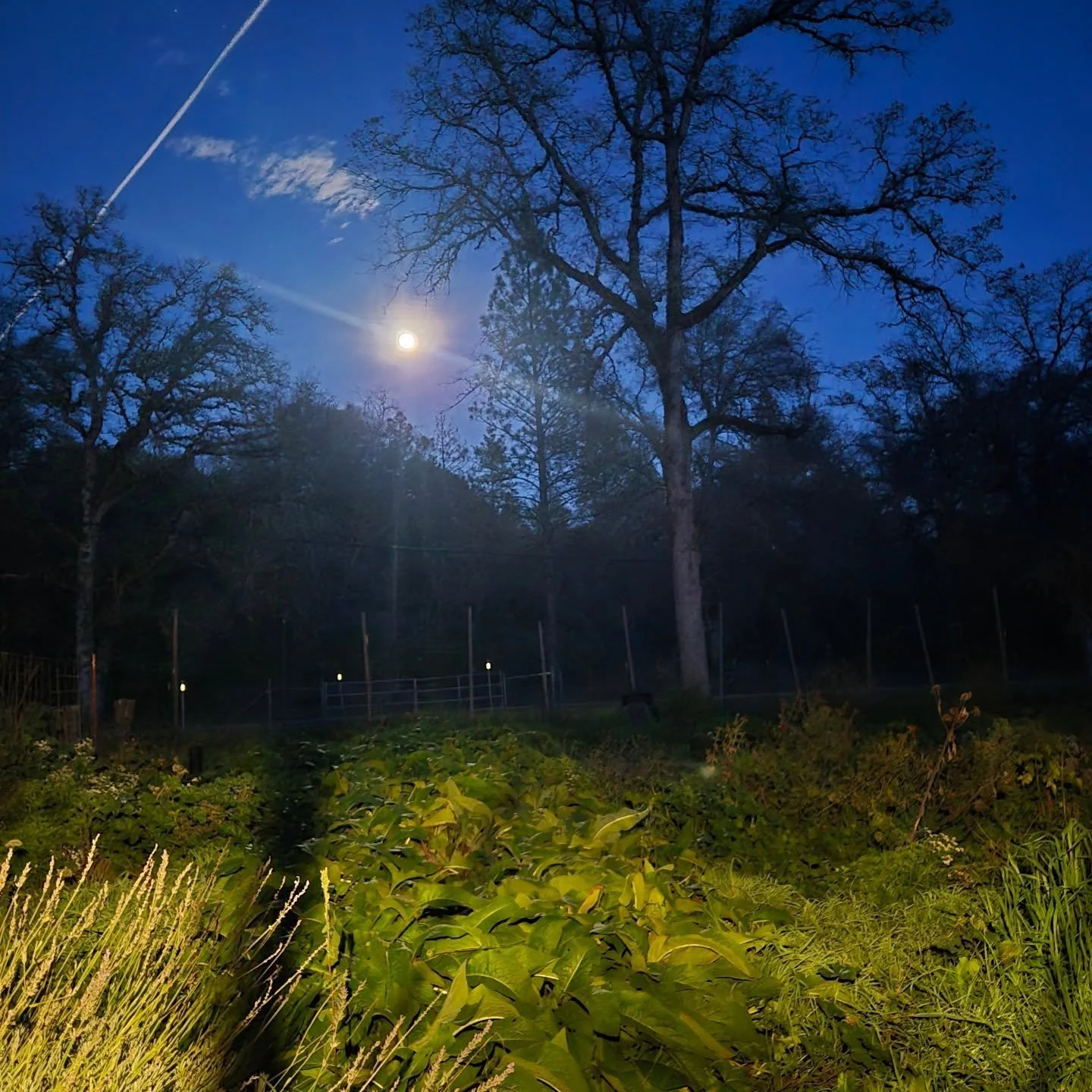 🌕✨ Supermoon over the garden tonight
There&rsquo;s nothing like watching the almost-full moon rise over the farm &mdash; lighting up the garden, the barn, and everything we&rsquo;ve worked so hard to grow. We snapped this just after tucking the goat