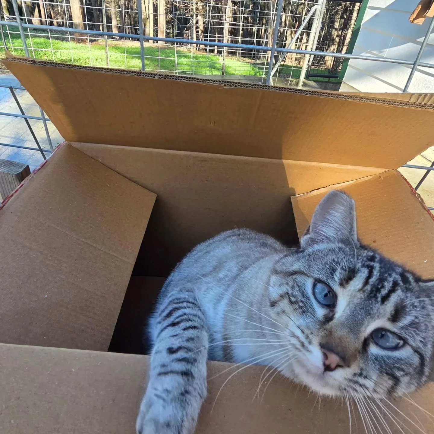 Day 3 of Zsa Zsa and the box.
She&rsquo;s convinced it arrived exclusively for her comfort, authority, and snack-monitoring duties.
Eventually the rains will come, the box will soften, and it will quietly make its way to the recycle bin. Until then, 