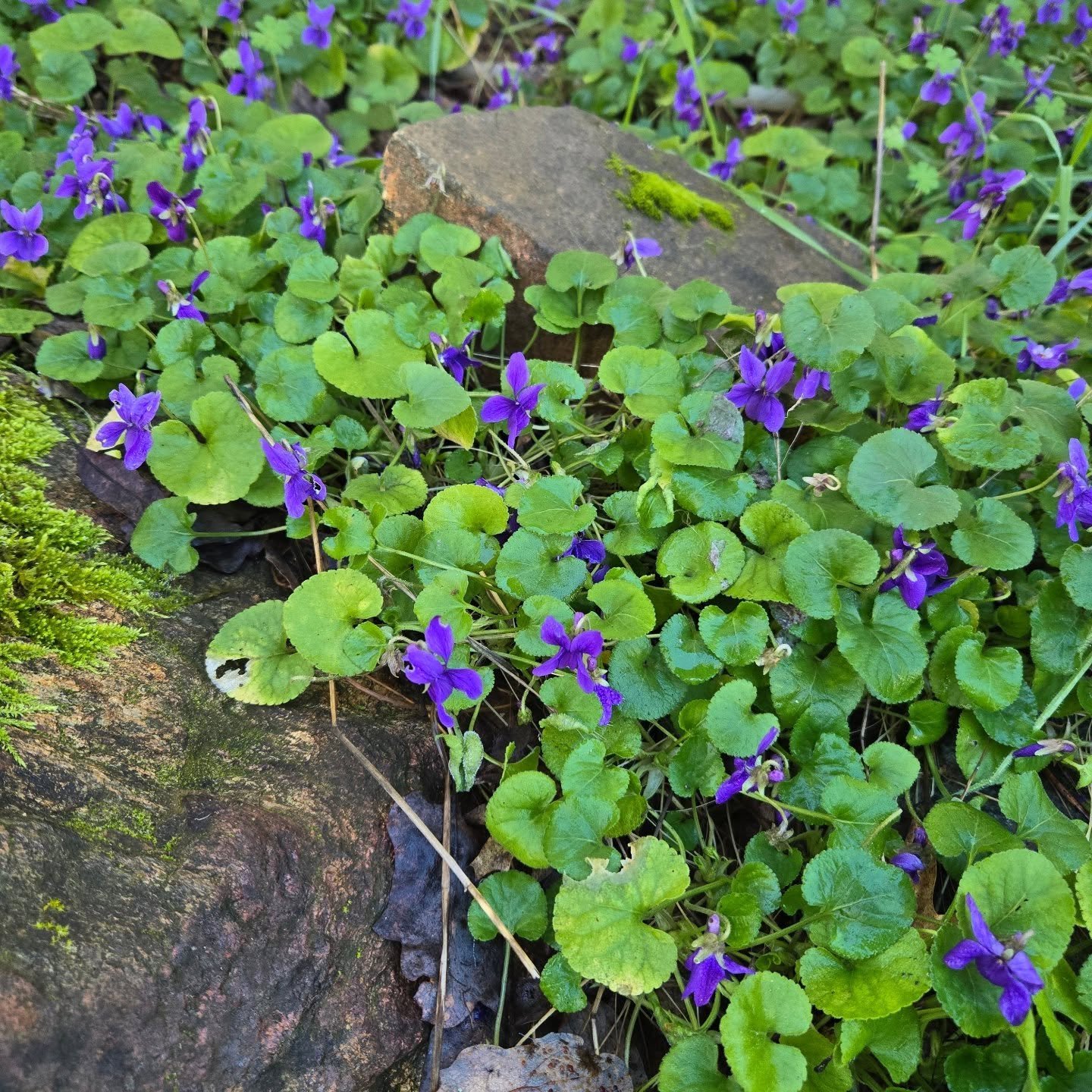 There once was a farmer who took a young miss
In back of the barn where he gave her a....

Do you know the next line? My father used to sing this song