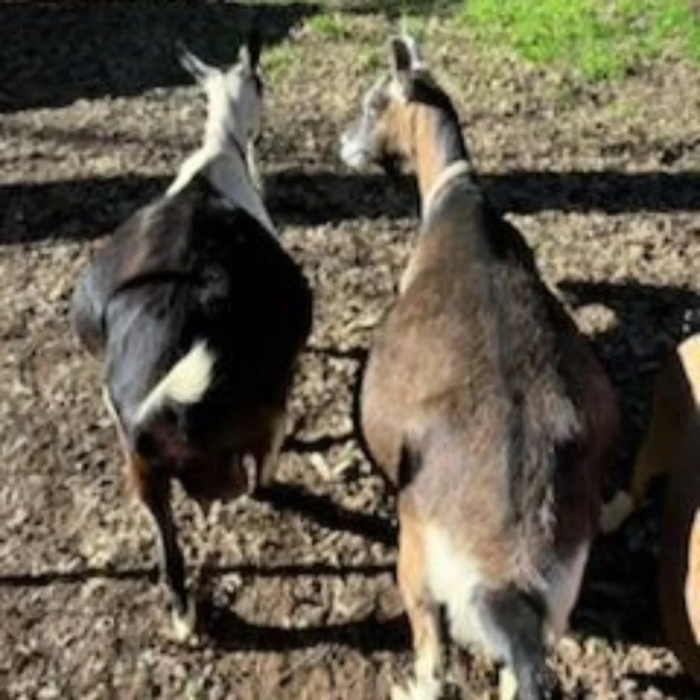 Peppermint and Poppy 💕
Four years old, very pregnant, and still side-by-side &mdash; just like they&rsquo;ve been since the beginning.

These two were "womb-mates", daughters of our beloved Jonquil. We lost Jonquil last year at 14, but we 