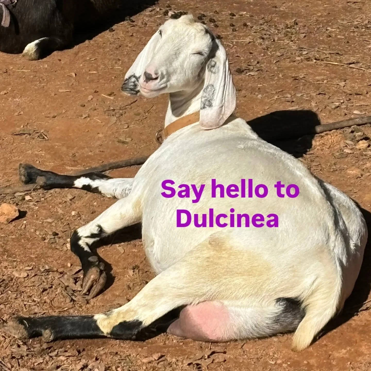 National Cheese Lovers Day feels like a good moment to say this:
Every wheel of Jollity Farm cheese starts with goats we know by name and is made in small batches right here.

Today we celebrate the real ones.
The cheese lovers who know that good che