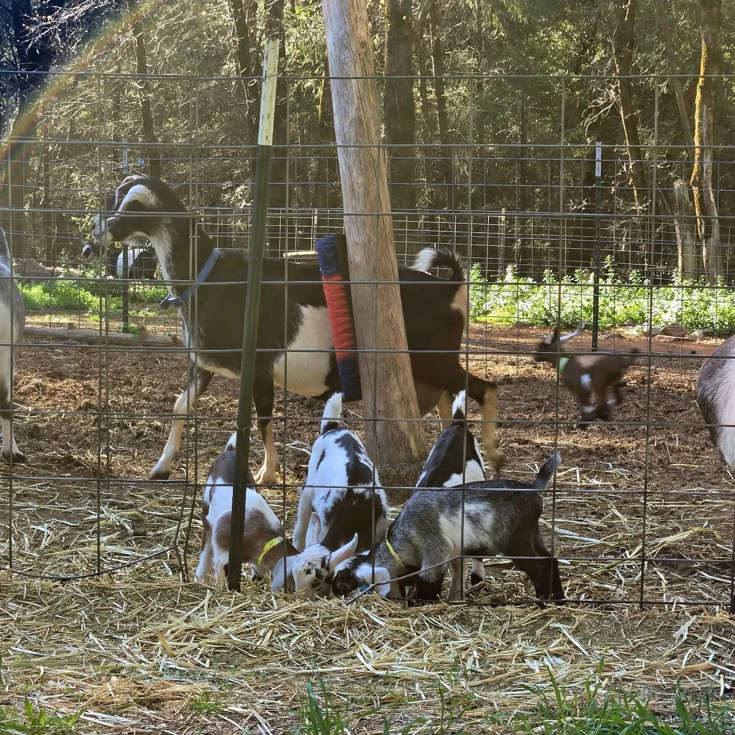 This afternoon the babies ventured out of the barn for one of their first big adventures.

Some stayed tucked tight against mama.
Some discovered they have springs for legs and raced back and forth like tiny rockets.

And while it&rsquo;s incredibly 