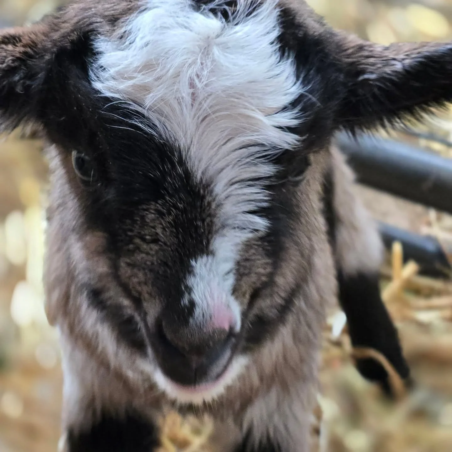 Kidding Season Update

Sometime around 3:44 this morning, Renny quietly welcomed kids #24 and #25 into the world while the old farmers and cheesemakers were doing the very important farm job of getting some sleep.

No fuss, no assistance needed &mdas