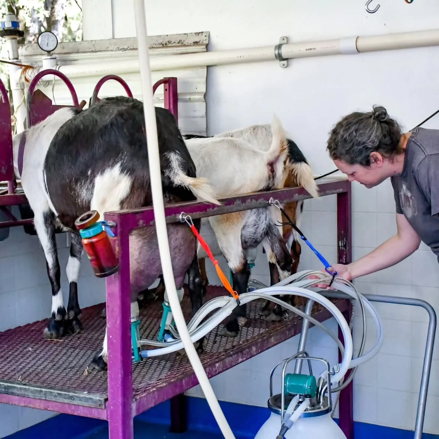 Sorry we&rsquo;ve been a little quiet.  Spring on the farm has been a whirlwind.

Between milking, making fresh batches of cheese, and caring for a whole lot of mischievous goat kids, the days have been flying by. Add in some wild spring thunderstorm