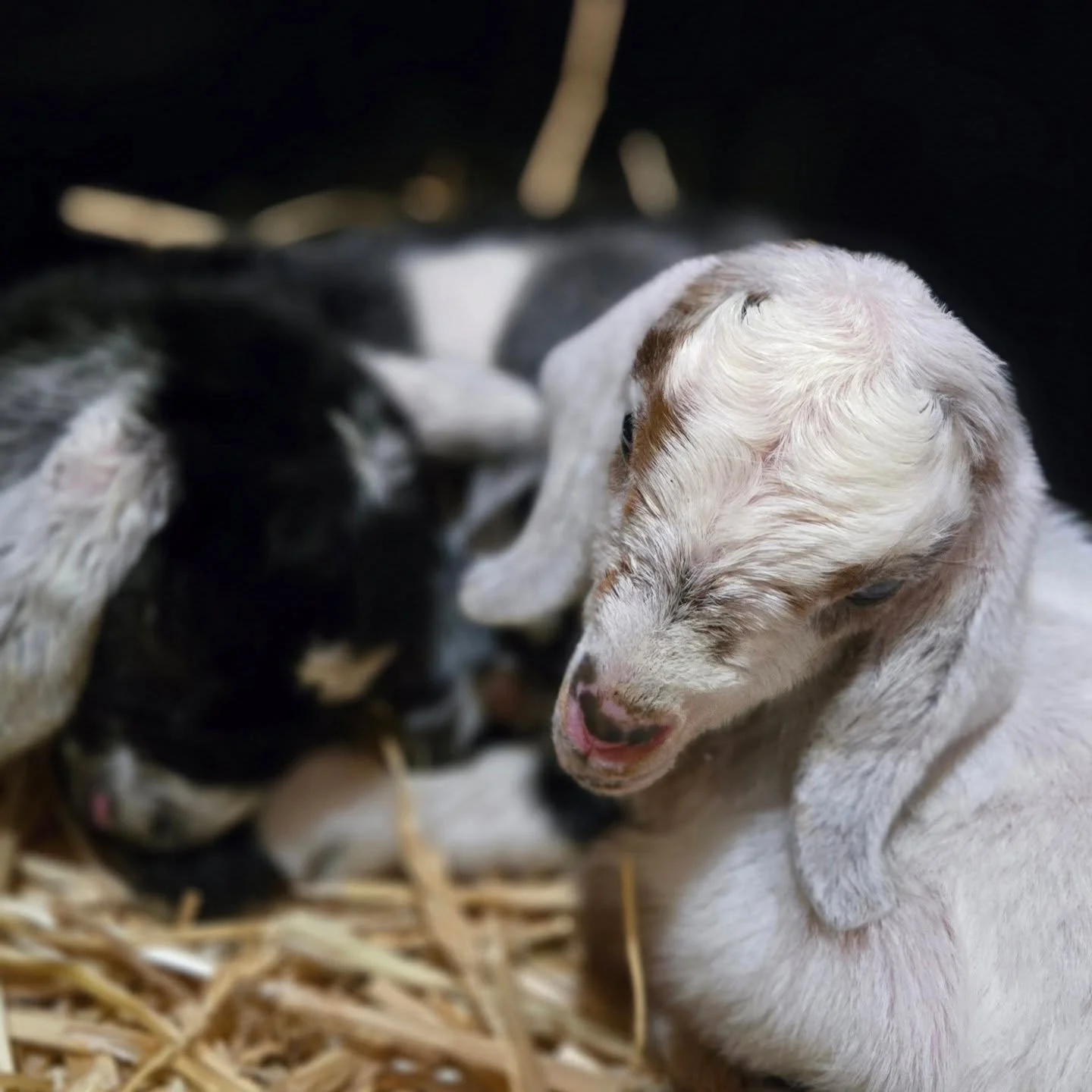 🐐 Kidding Season Update from Jollity Farm

Yesterday Rheba added two beautiful Mini Nubian doelings to the barn!

There are kids everywhere!!!

31 does kidded
35 🩷
35 💙
70 kids

This time of year is one of the sweetest times to visit the farm. The
