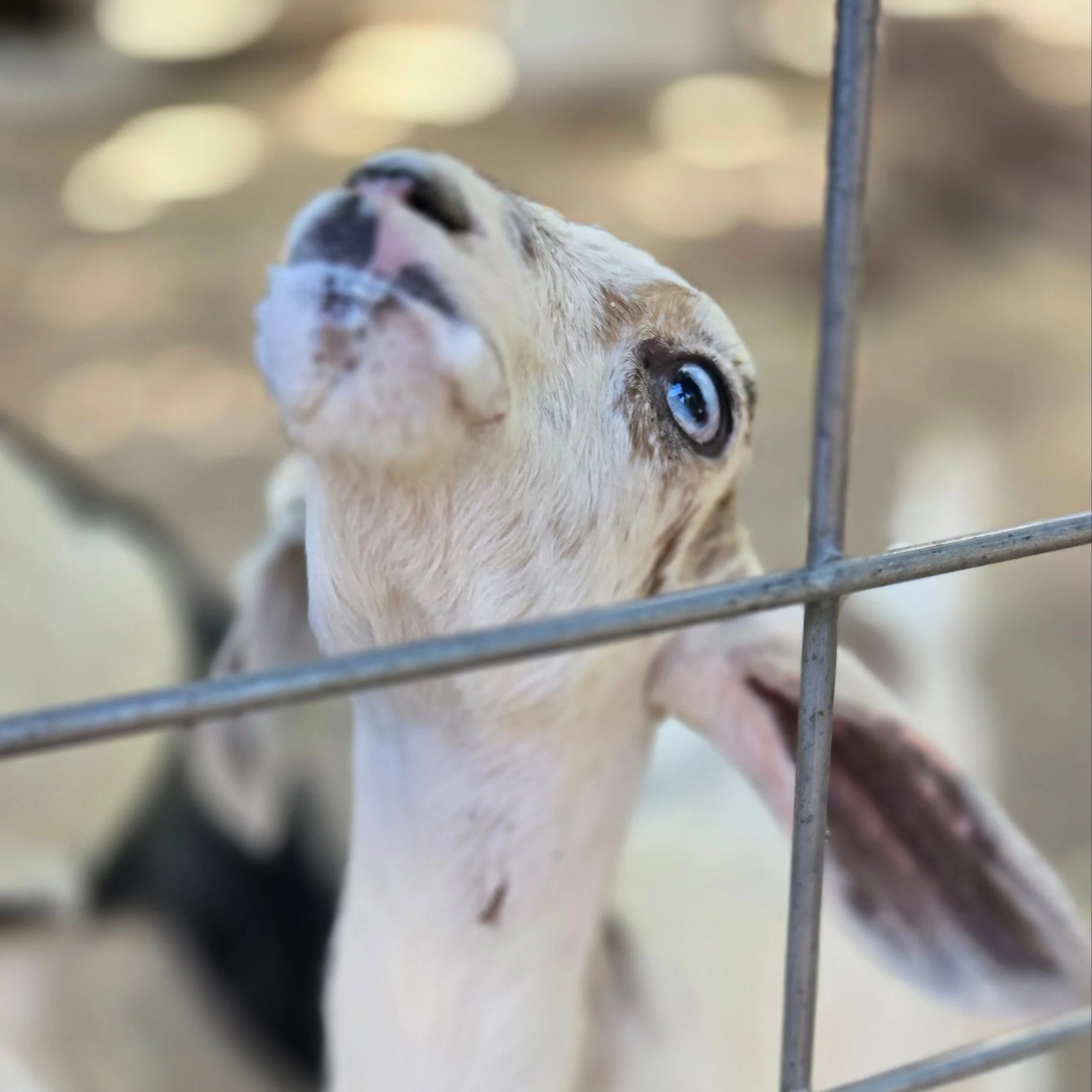 Still Milk Mustache Season at Jollity Farm 🐐🥛

Some babies wear their hearts on their sleeves.

This little bottle baby wears her breakfast on her face.

One thing about bottle babies&mdash;they don't believe in taking small sips. It's full speed a