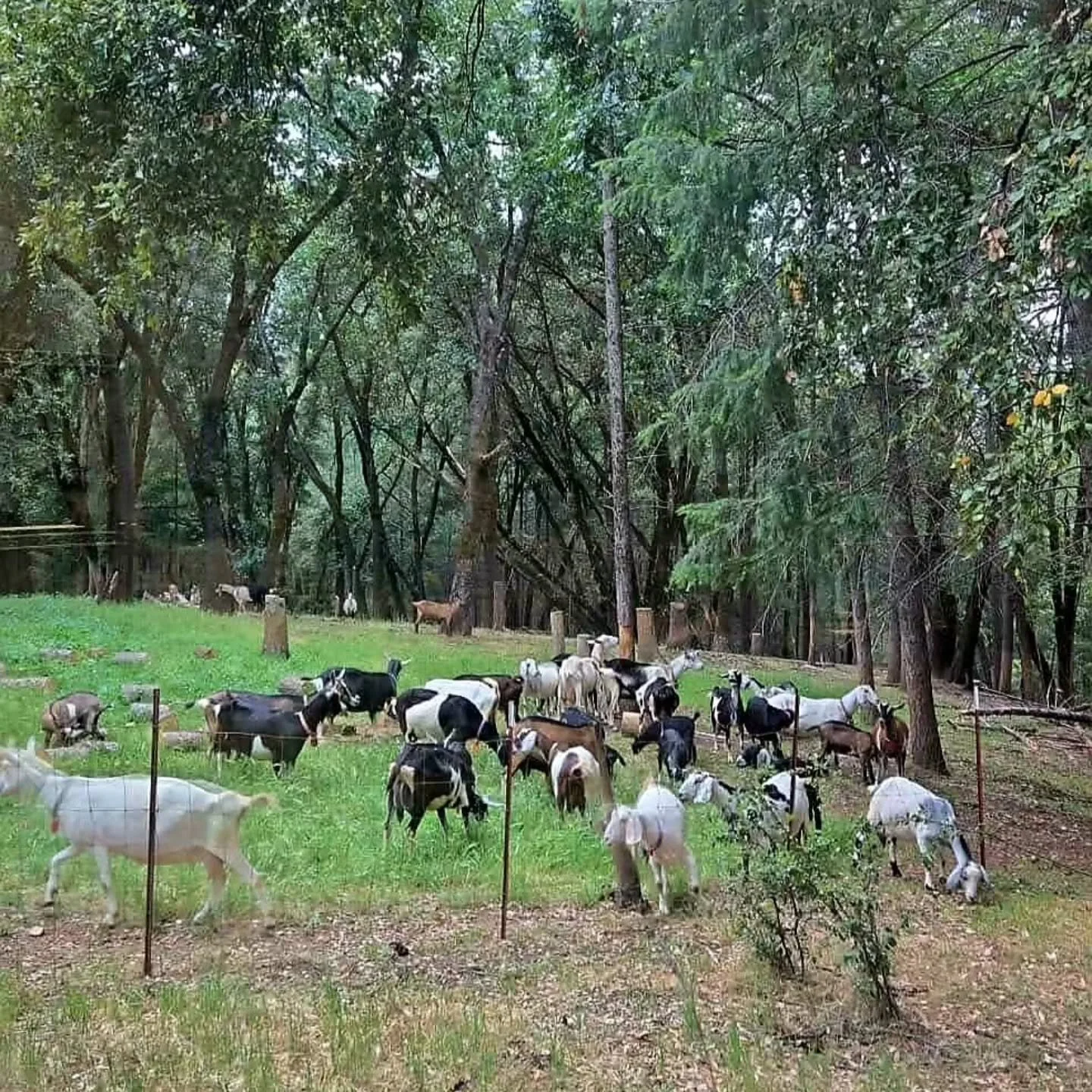 The &ldquo;office view&rdquo; looks a little different around here.

From the cheese room window: goats wandering through the trees, oak leaves moving in the breeze, and the quiet hum of a working farm.

One of the things we love most about being a f