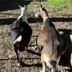 pregnant dairy goats sisters Jollity Farm Poppy and Jollity Farm Peppermint