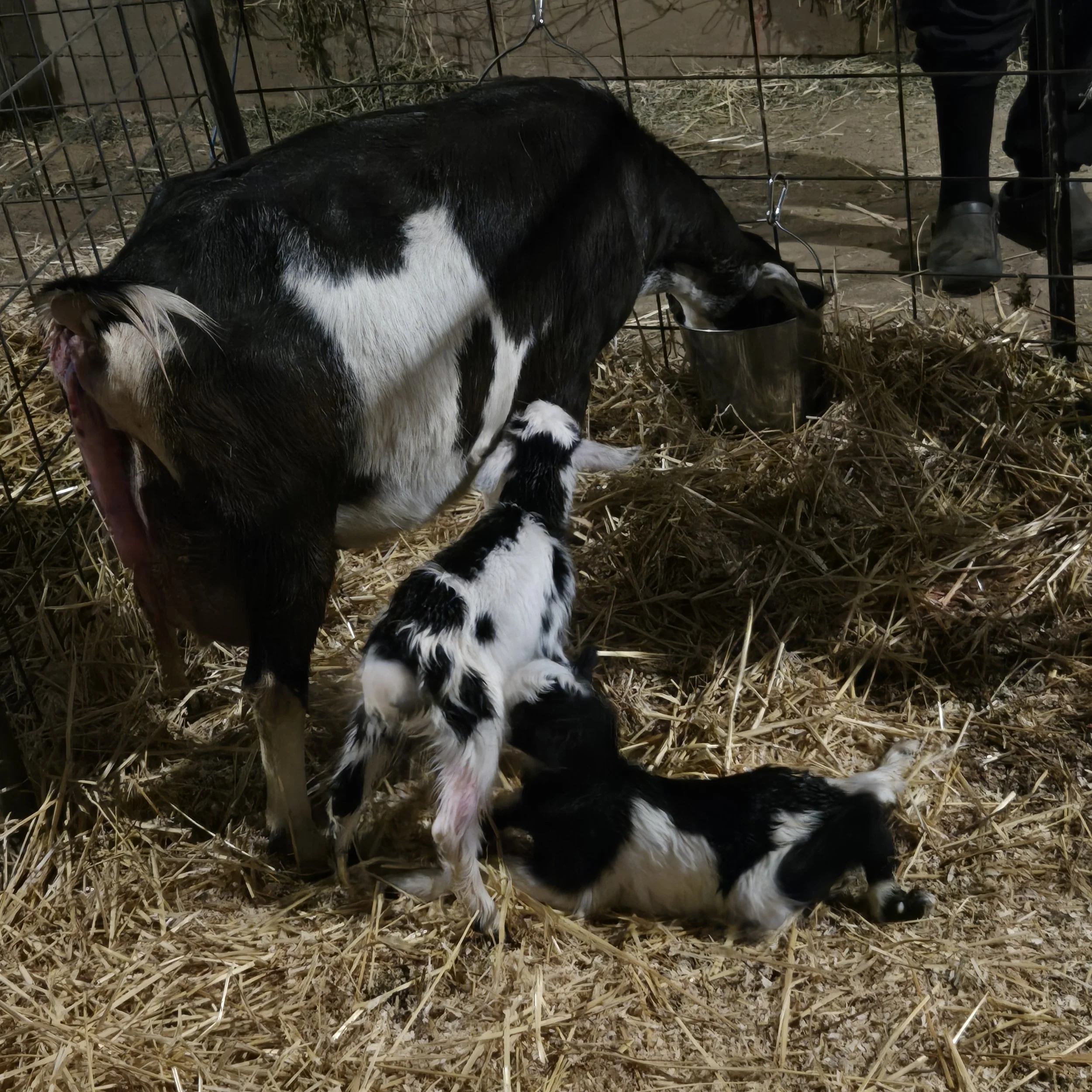 Amelia was first to kid this year!