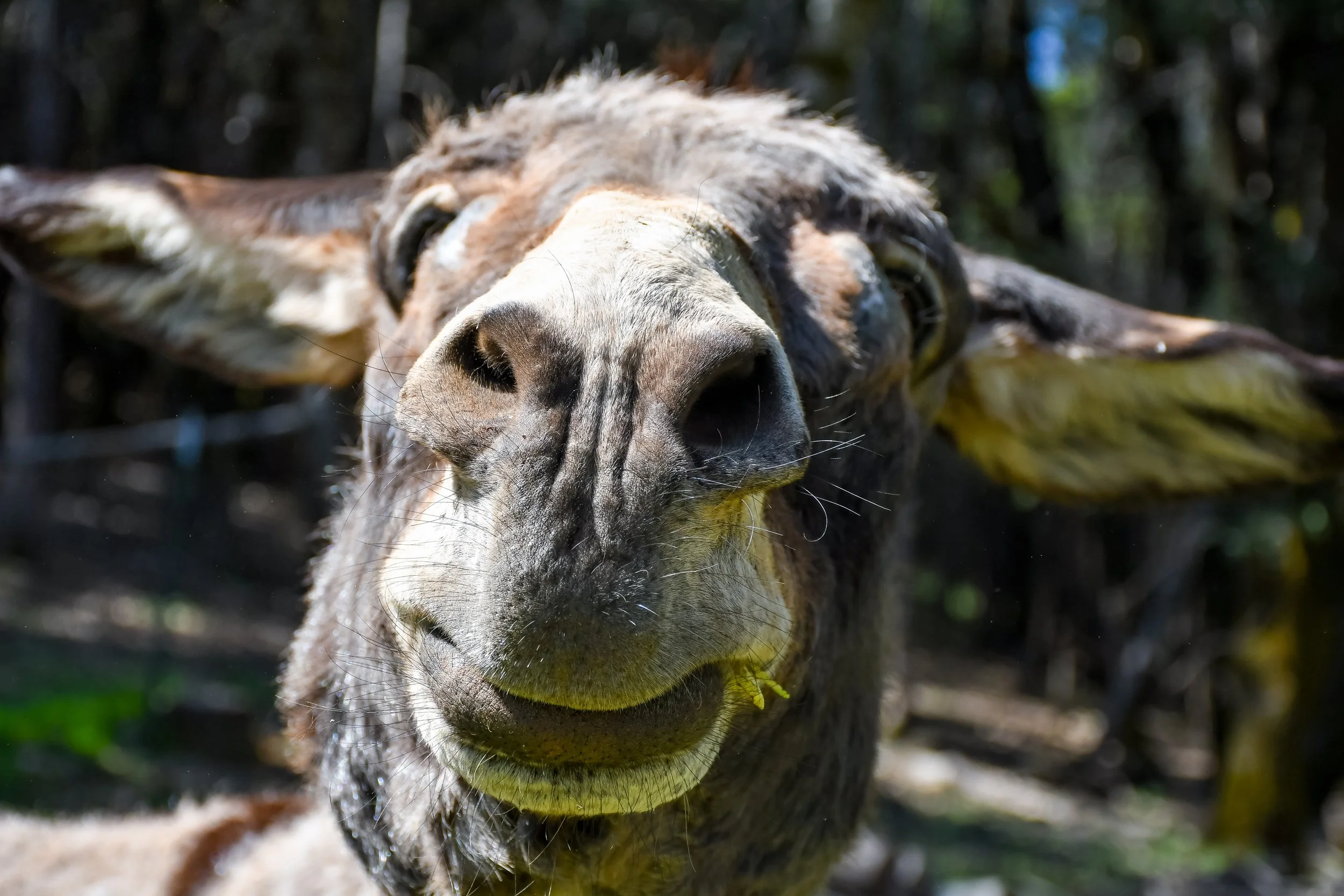 Donkey Otie.jpg
