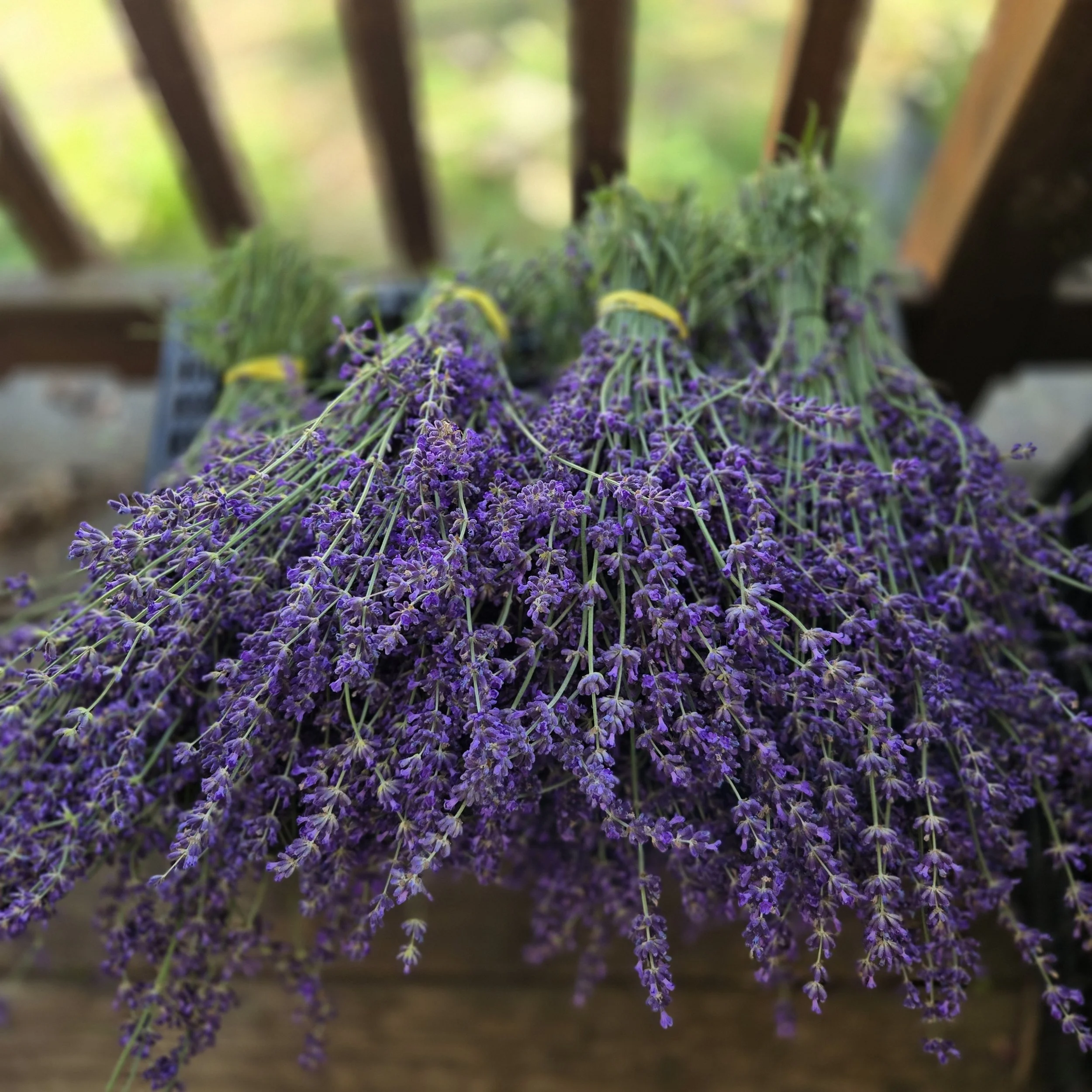 Lavender Goat Milk Soap