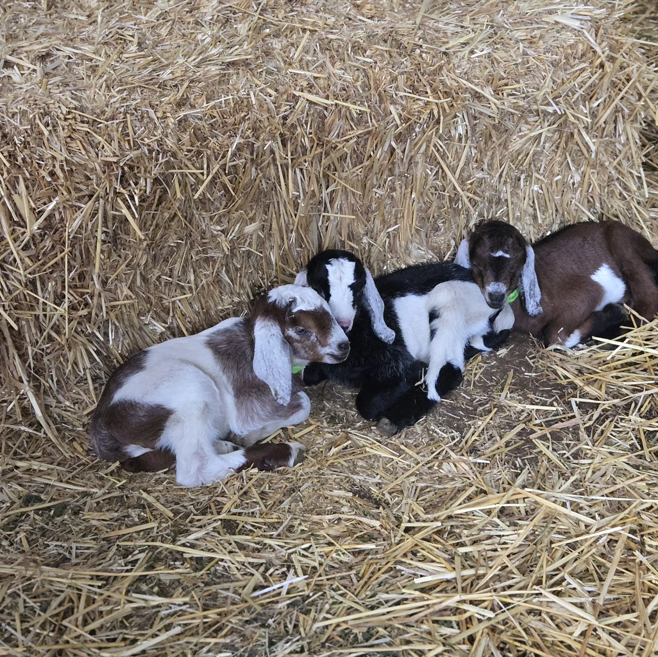 20 Kids in the Barn (And Counting) 🐐💛