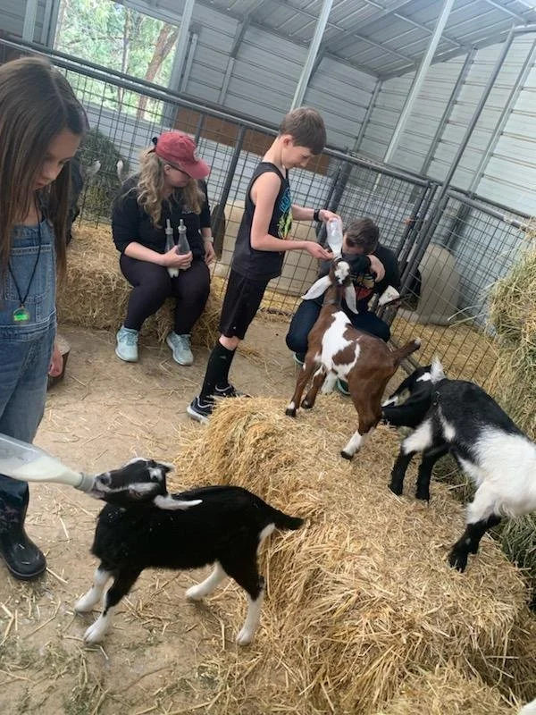 Bottle feeding baby goats.jpg