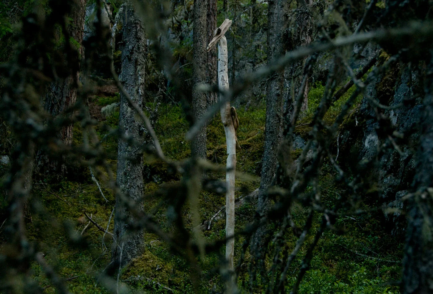 Anna_Widen_varslarar04.jpg