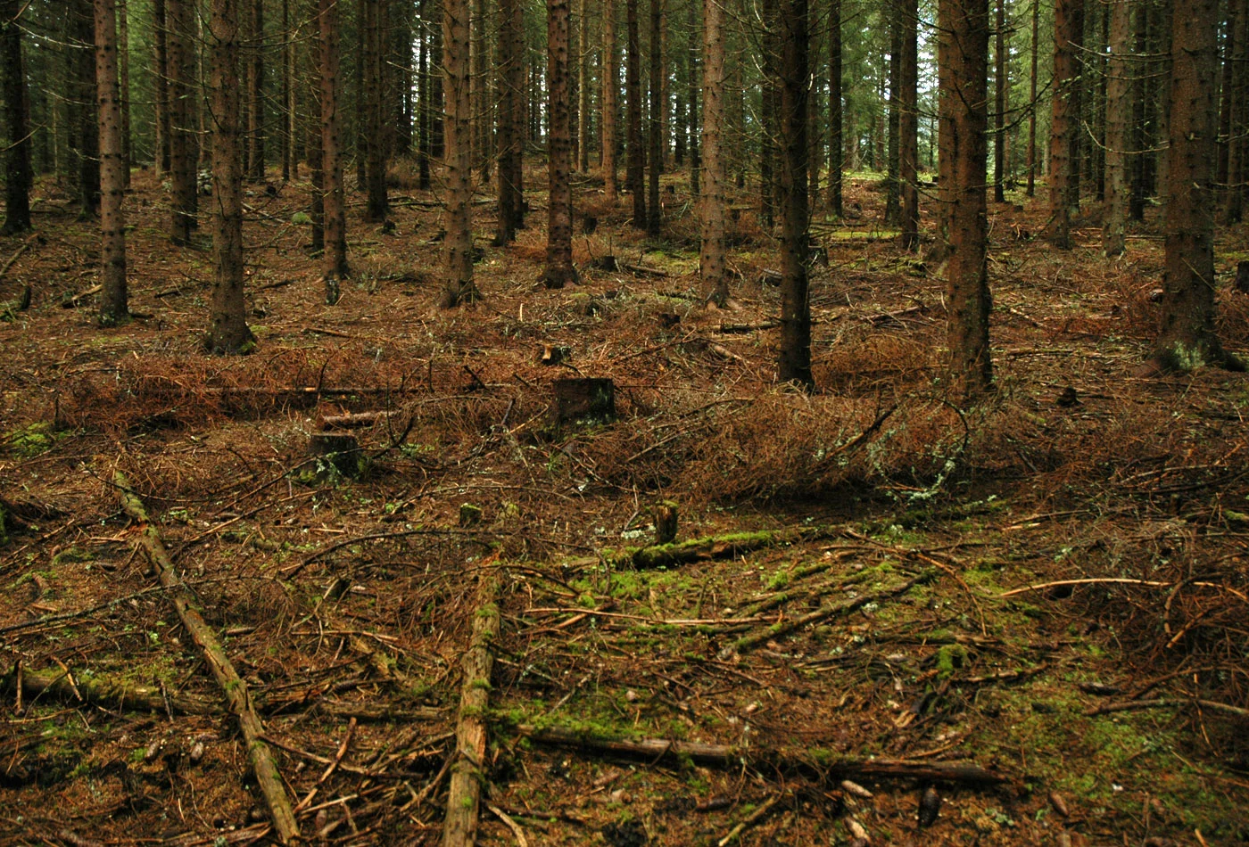 Anna_Widen_Guldenskog_making01.jpg