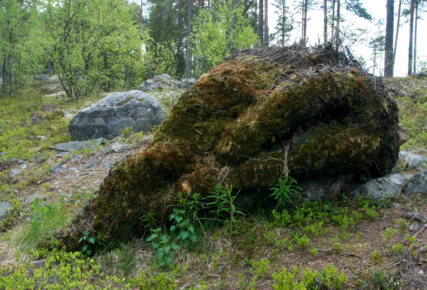 Anna_Widen_Throphy2012_2.jpg