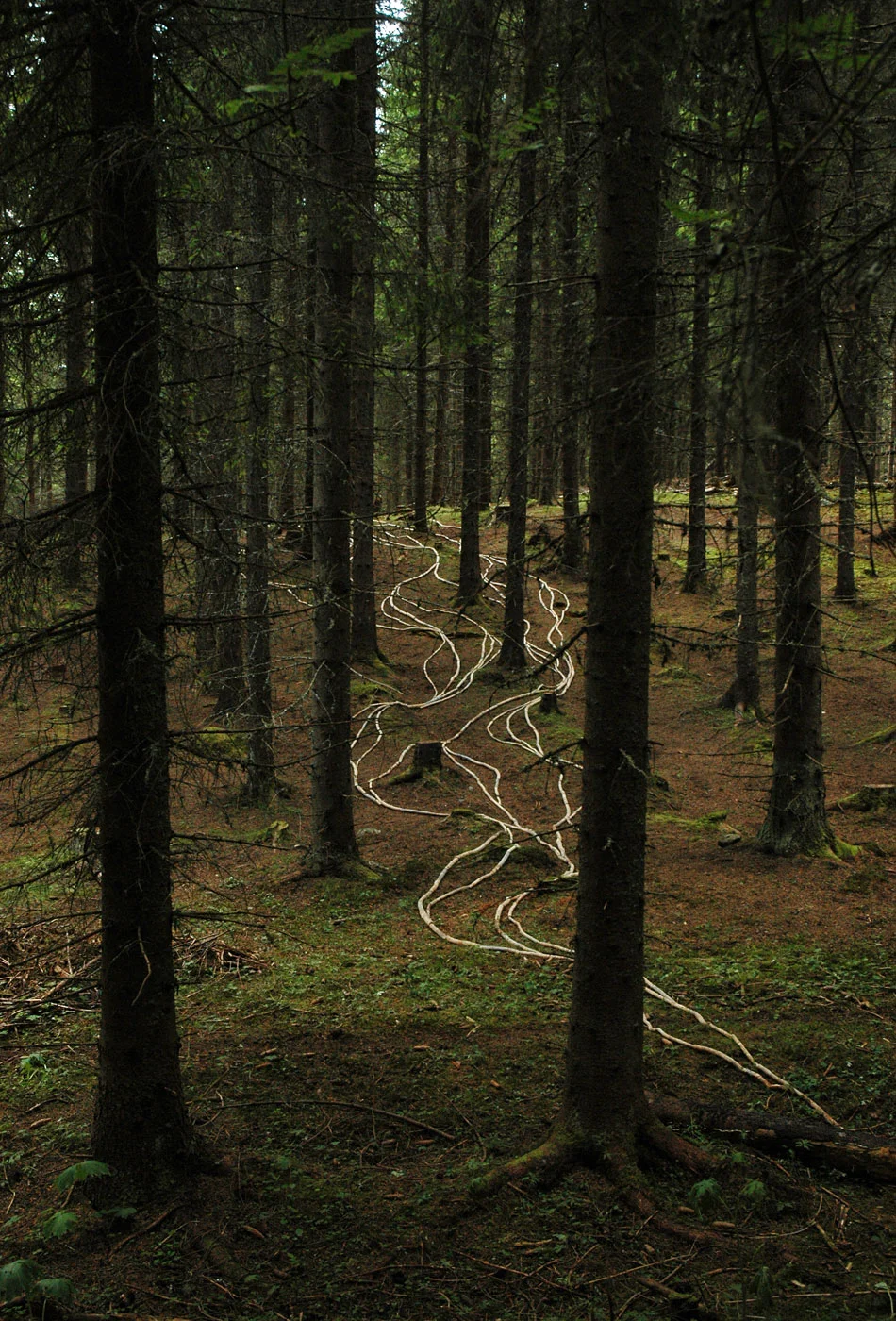 Anna_Widen_Picea_Abies04.jpg