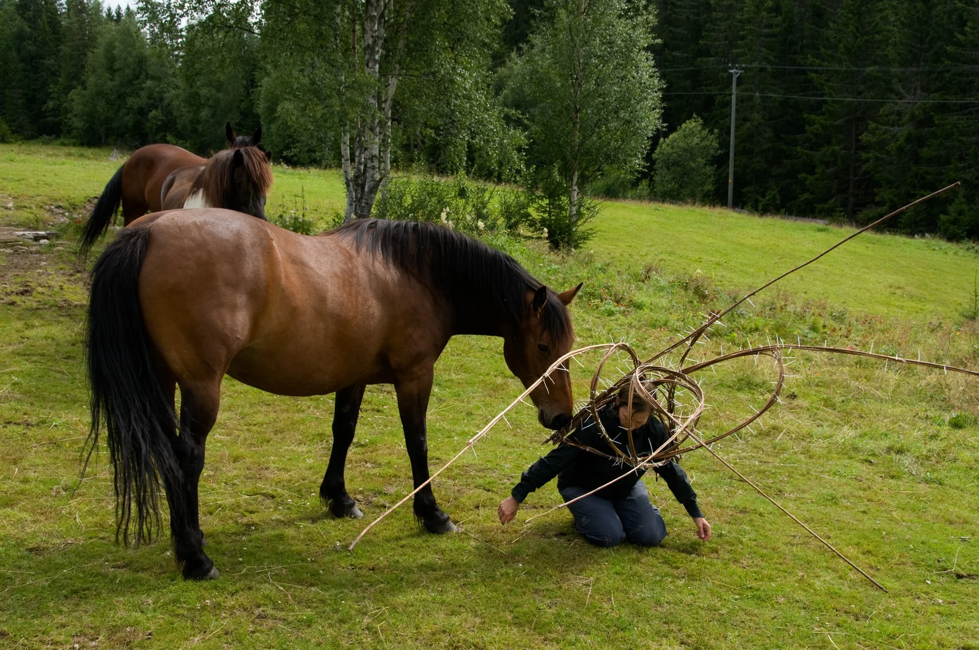 AnnaWiden_DryadesOreades_brandbu_12.jpg
