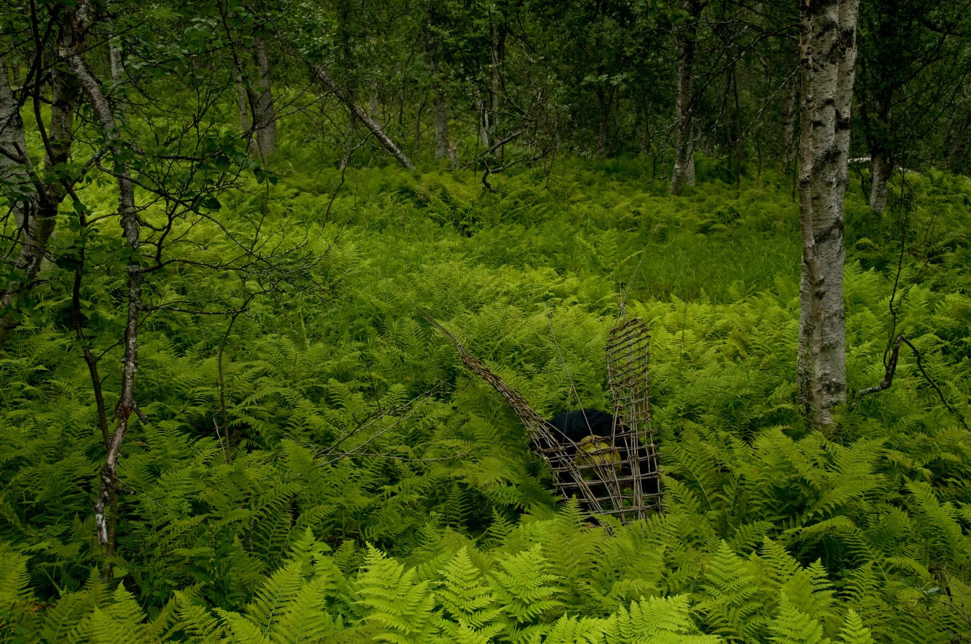 AnnaWiden_DryadesOreades_troms.jpg