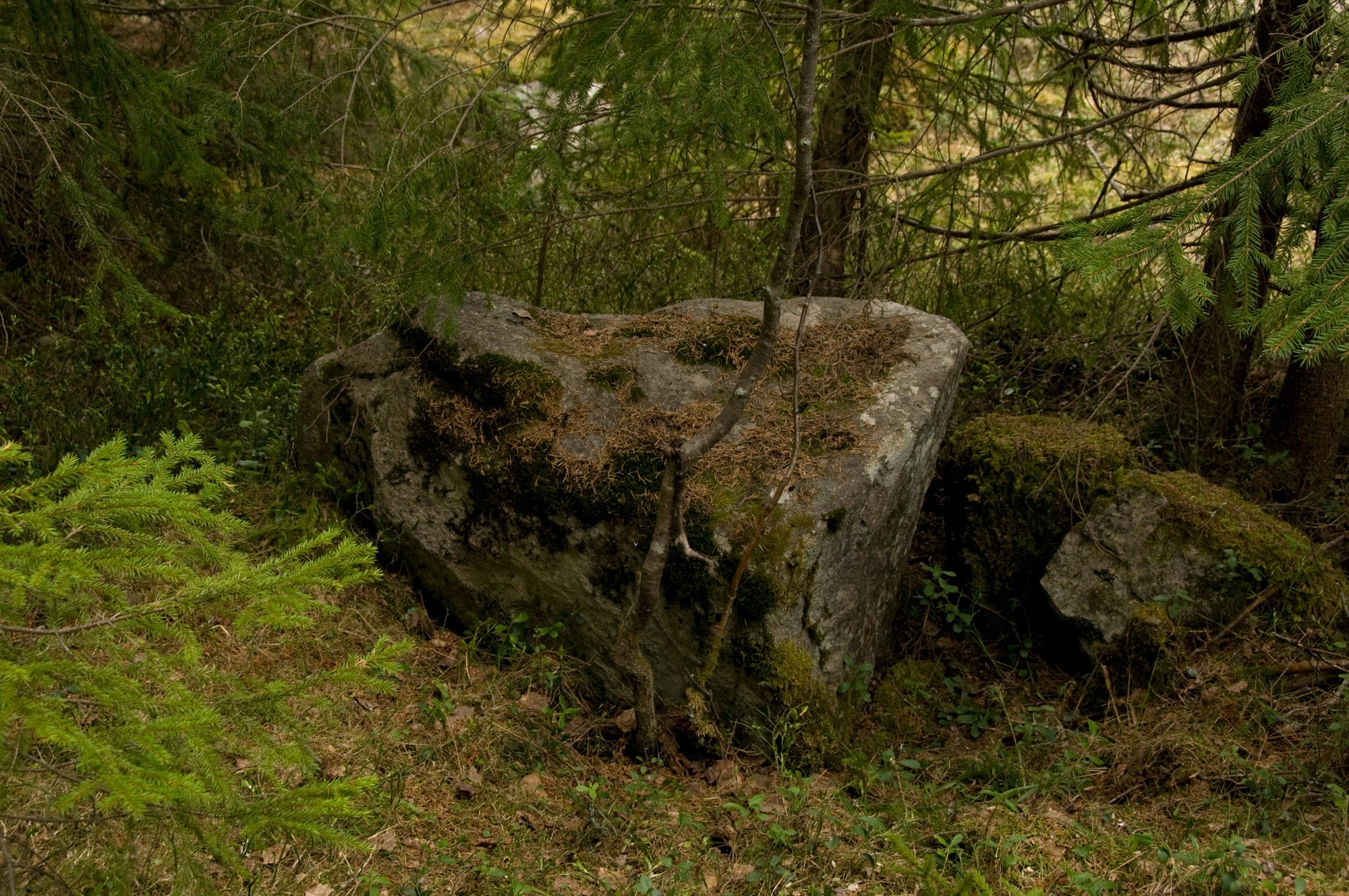 AnnaWiden_Grenseskogen_skogvokterstein_skog.jpg