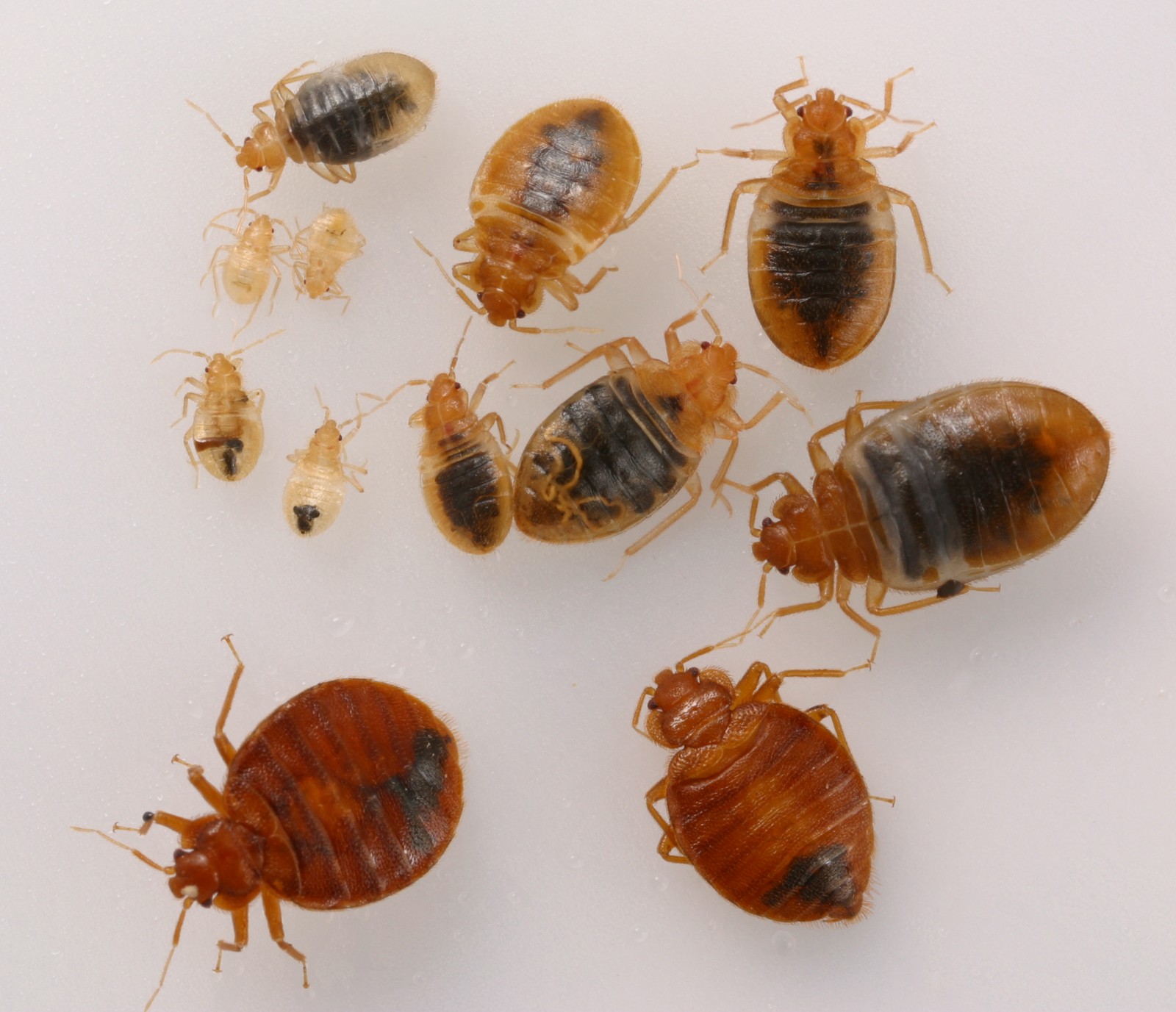 bedbug.jpg