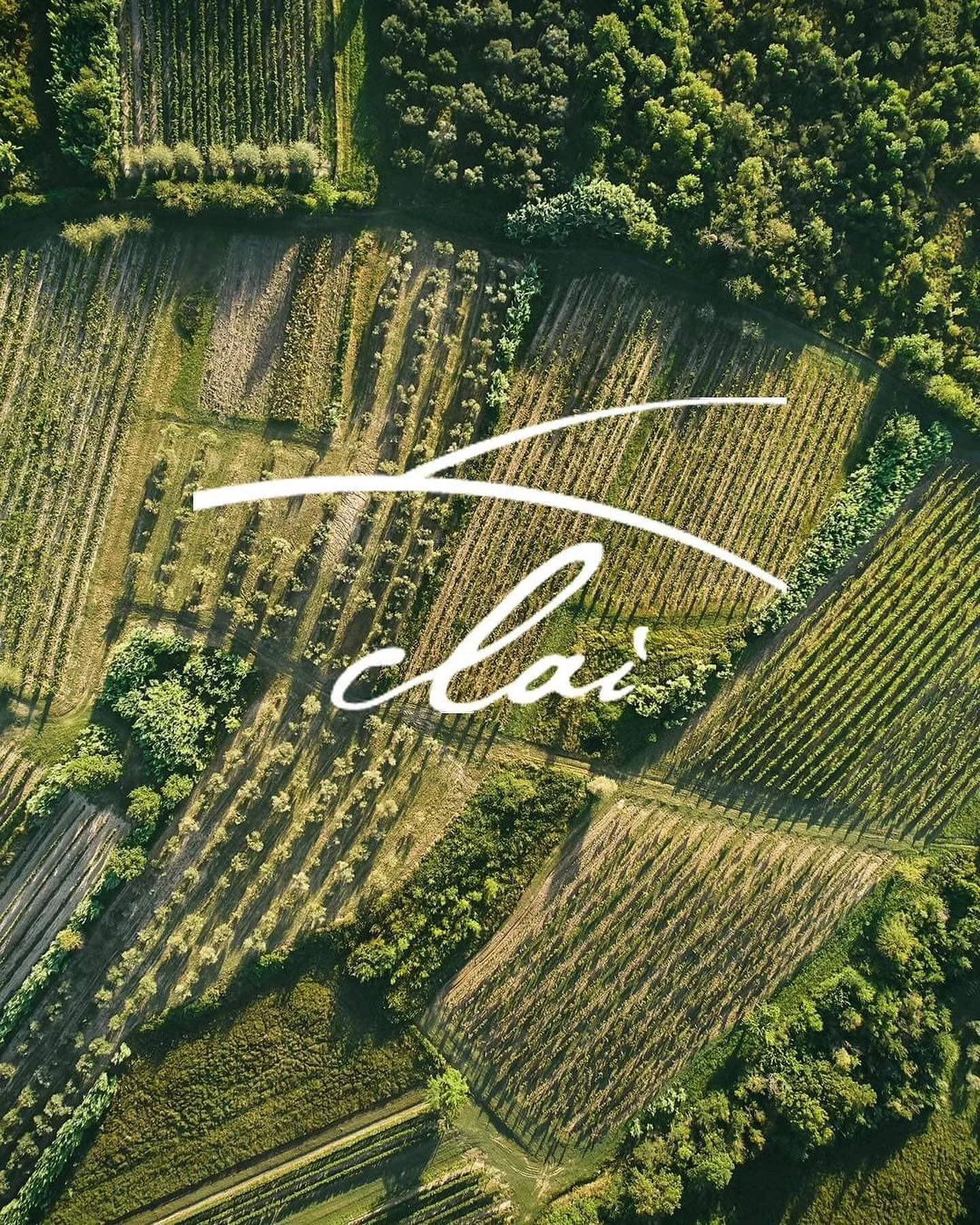 We are incredibly excited to welcome Tim Whitfield, winemaker of Clai Wines, to Wisconsin next week! Please join us in Madison Monday 2/12 for a coursed dinner at Amara @amaramadisonwi , and in West Allis Tuesday 2/13 at Corvina Wine Bar @corvinawine