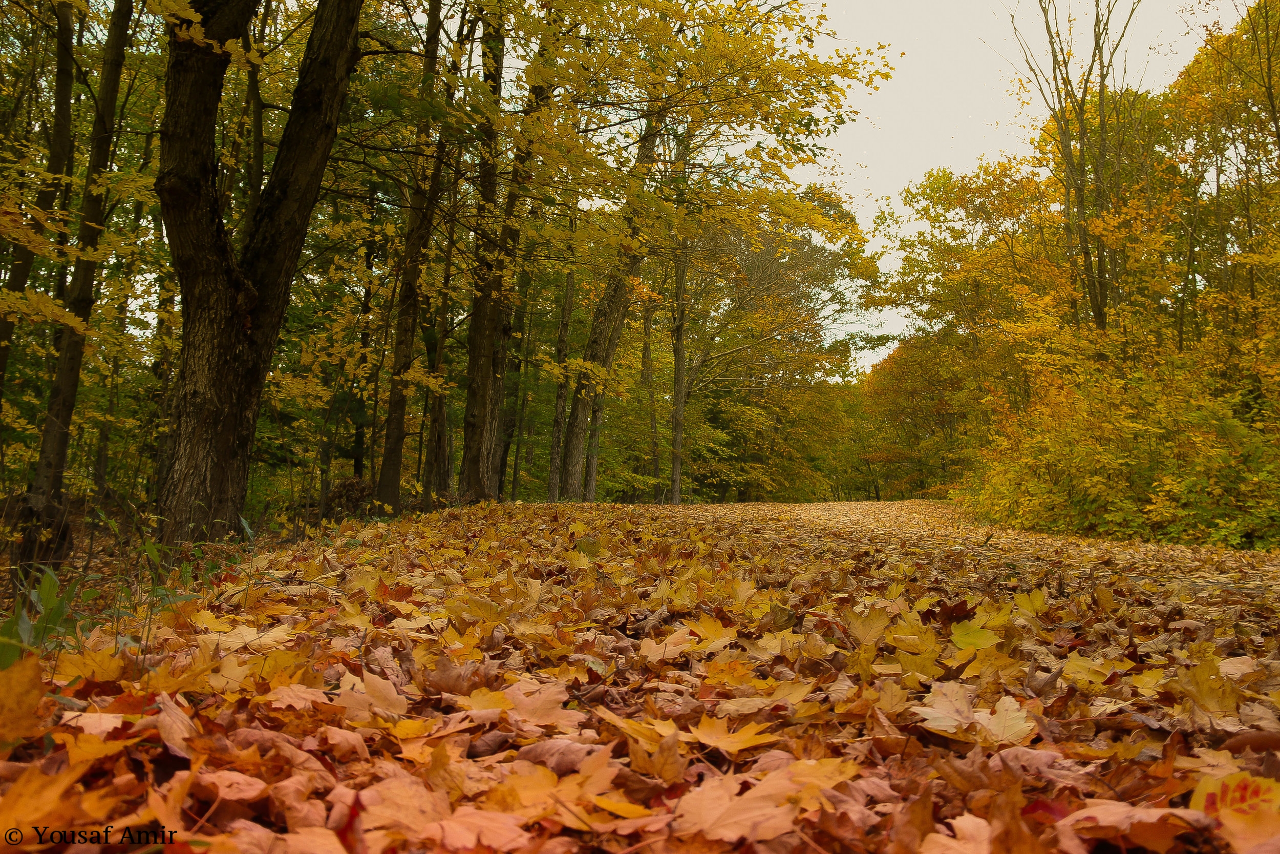 Fall
