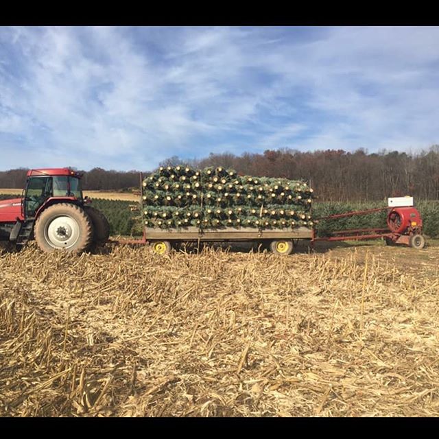 What sets Pine Hollow Christmas Trees apart from everyone else you might ask... Well here is a glimpse... Check these #FreshCutFraserFirs cut from 3 time National Champion Grower (2006,2010,2014) Crystal Spring Tree Farm... Thanks Chris for your supp