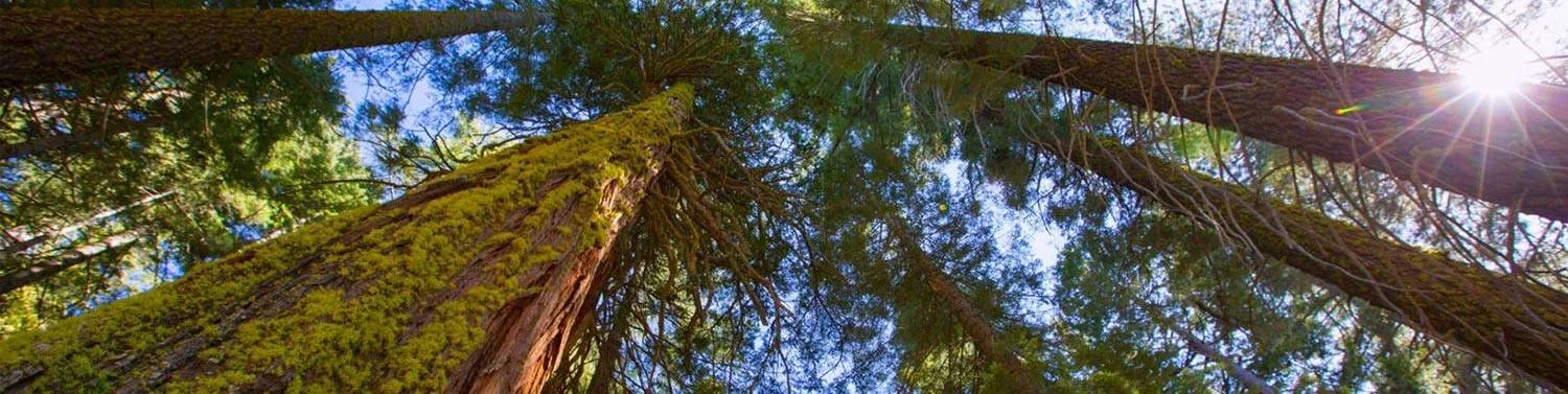 Big Trees State Park About 10 minutes from Pinecone Hollow. Big Trees State Park Address: 1170 CA-4, Arnold, CA 95223 Arnold’s biggest claim to fame is Calaveras Big Trees State Park. Established in 1931 to preserve a stunning stand of giant sequoias, this park offers many meandering trails through the magnificent sequoias.