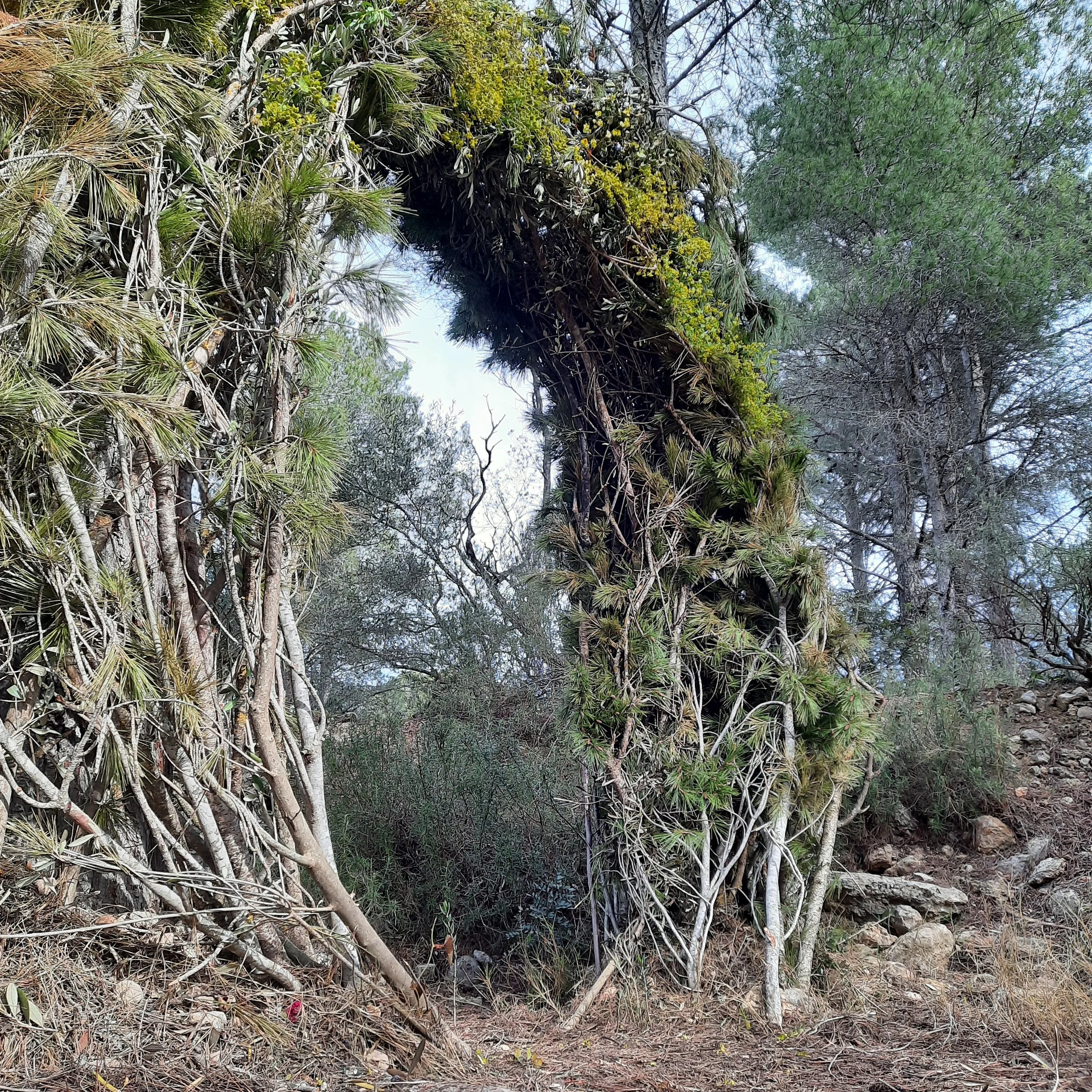 MoonGate, a circular woodland threshold woven from branches, pine foliage and flowering plants between the trees in Catalonia.