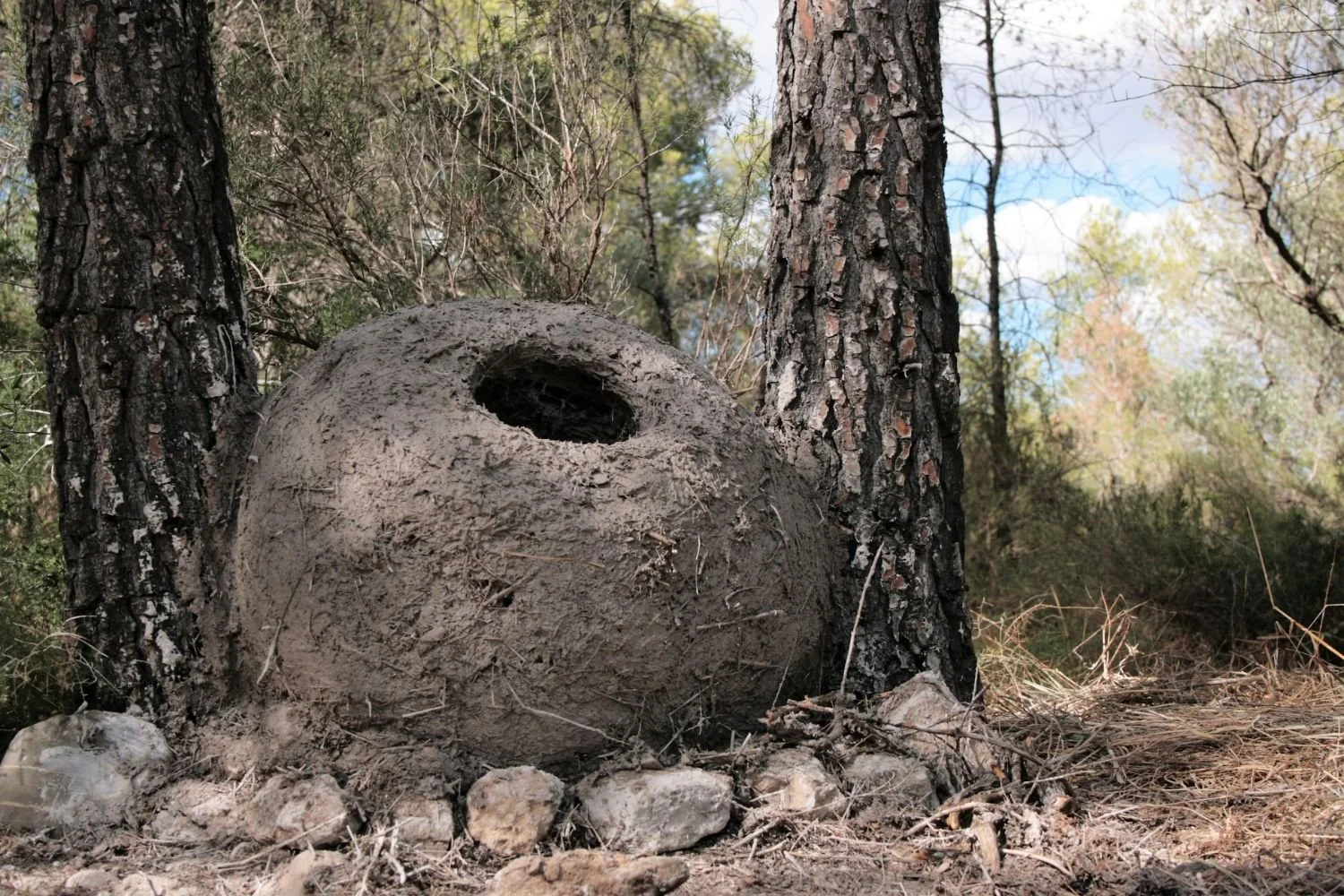 Retirada between the trees, 2018