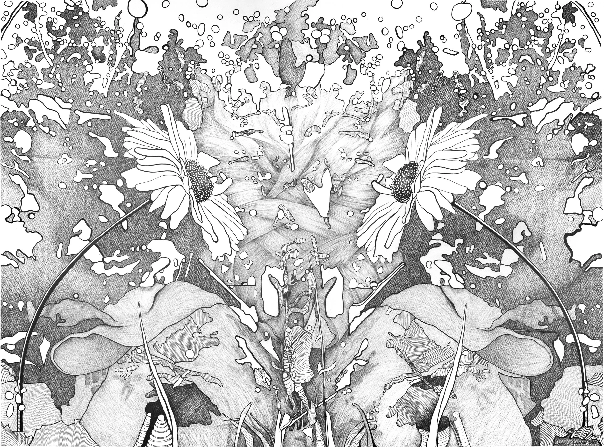 Detailed black-and-white pencil drawing of two daisies surrounded by layered organic and abstract forms.