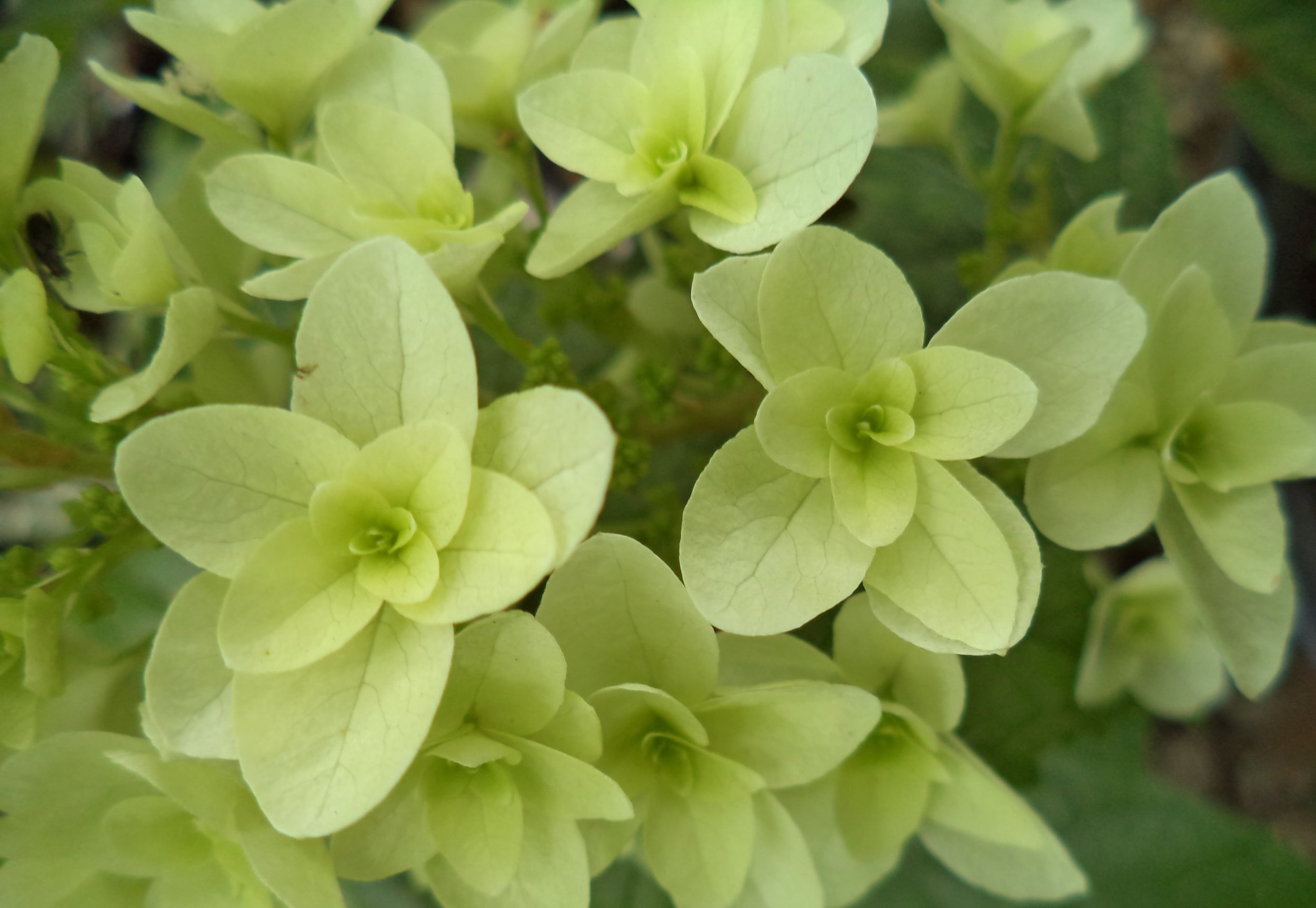 Hydrangea.Snowflake.jpg