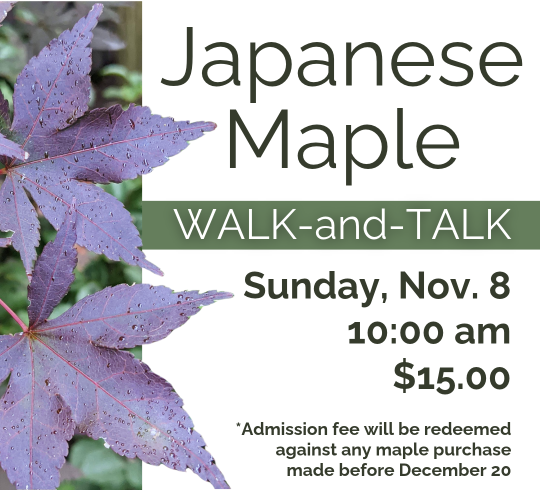 Japanese Maple.png
