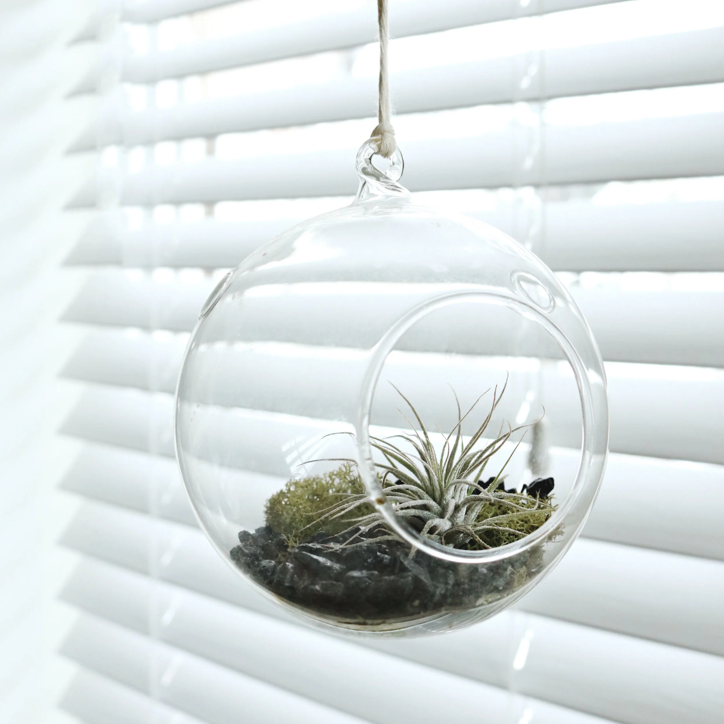 plants.jpg