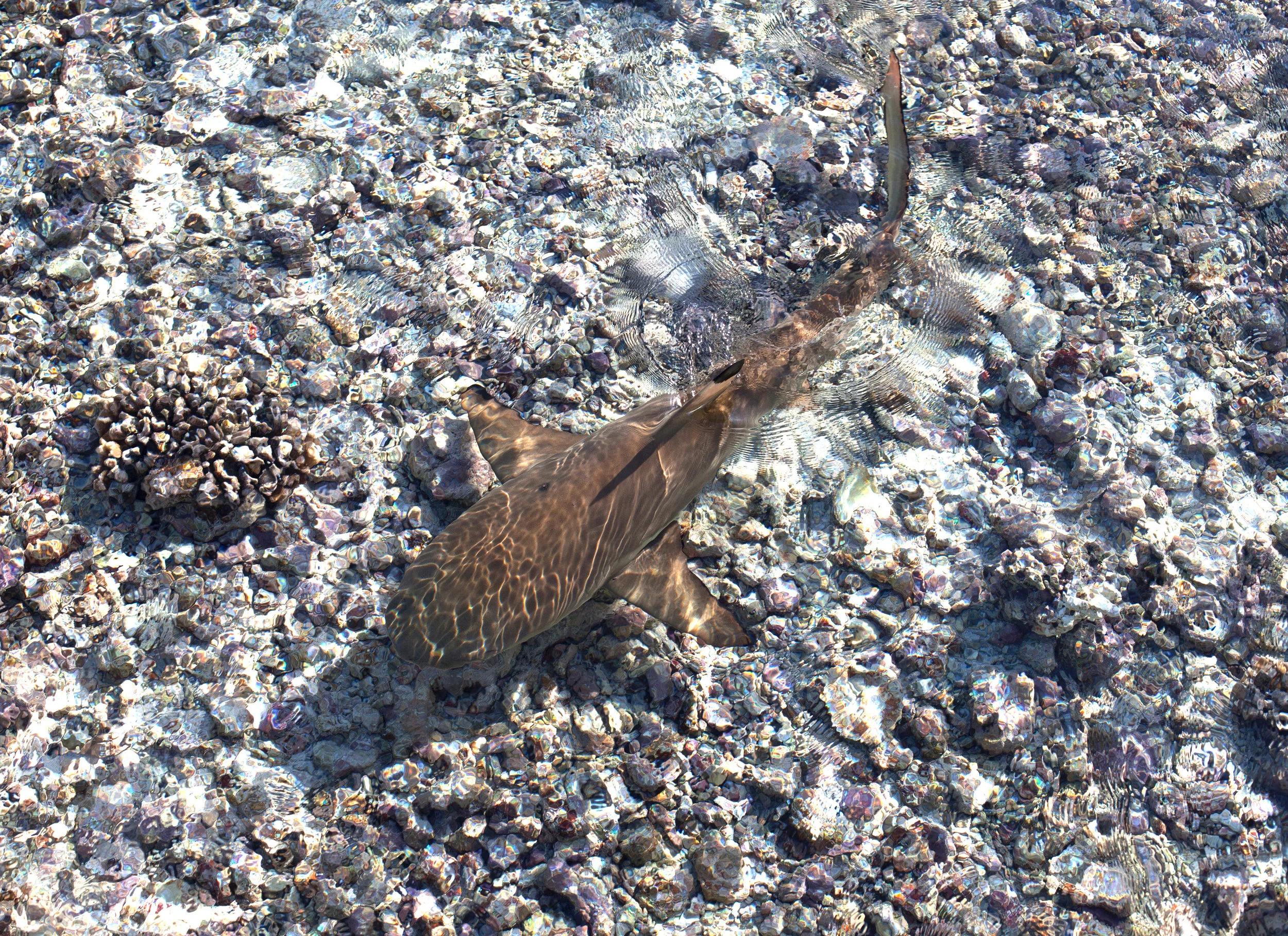 Tahiti-4868.jpg