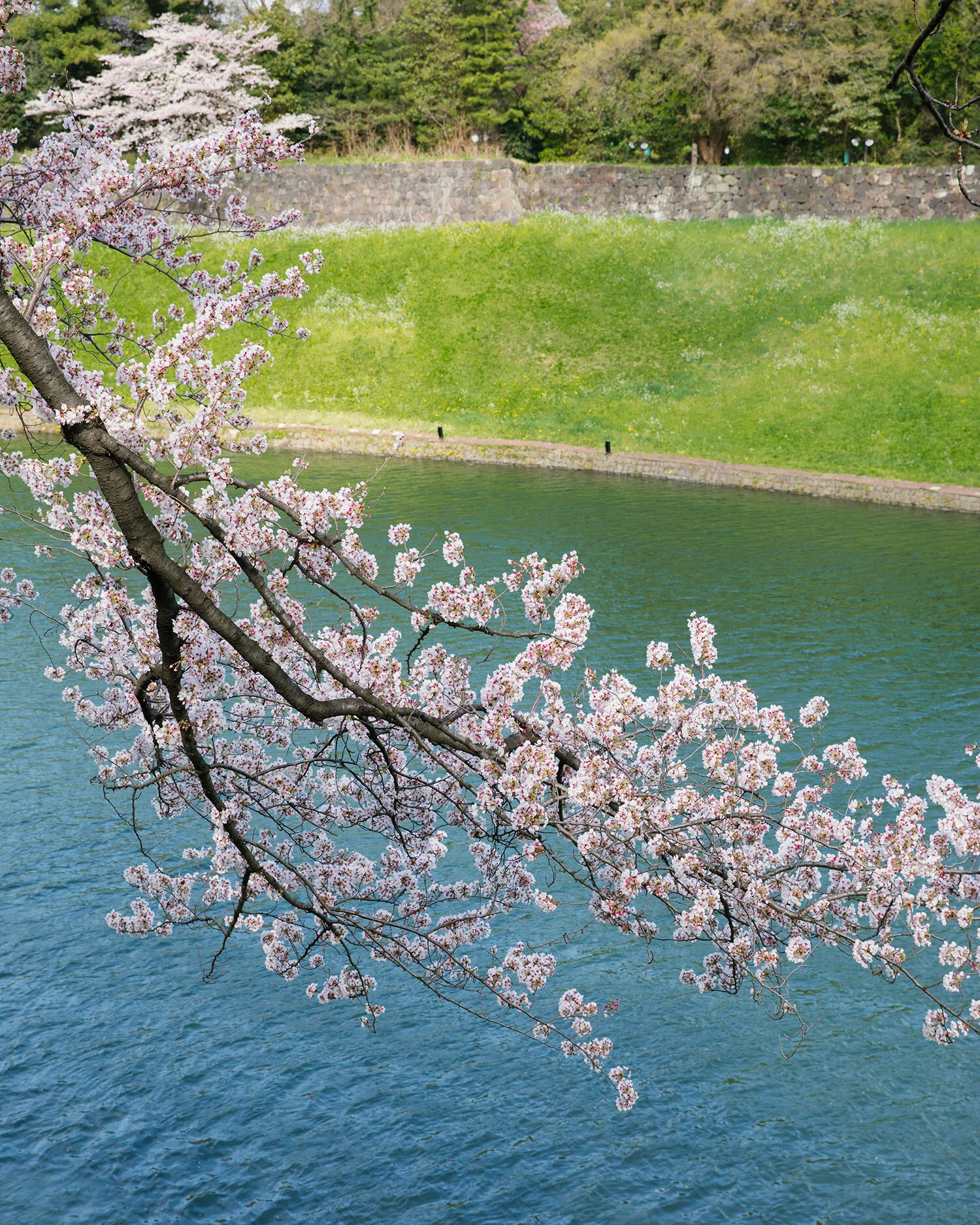 20170407_Japan-3466_v2_lo.jpg