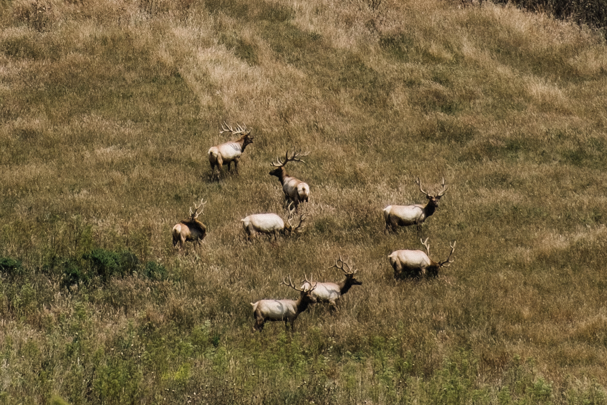 Elk Reserve