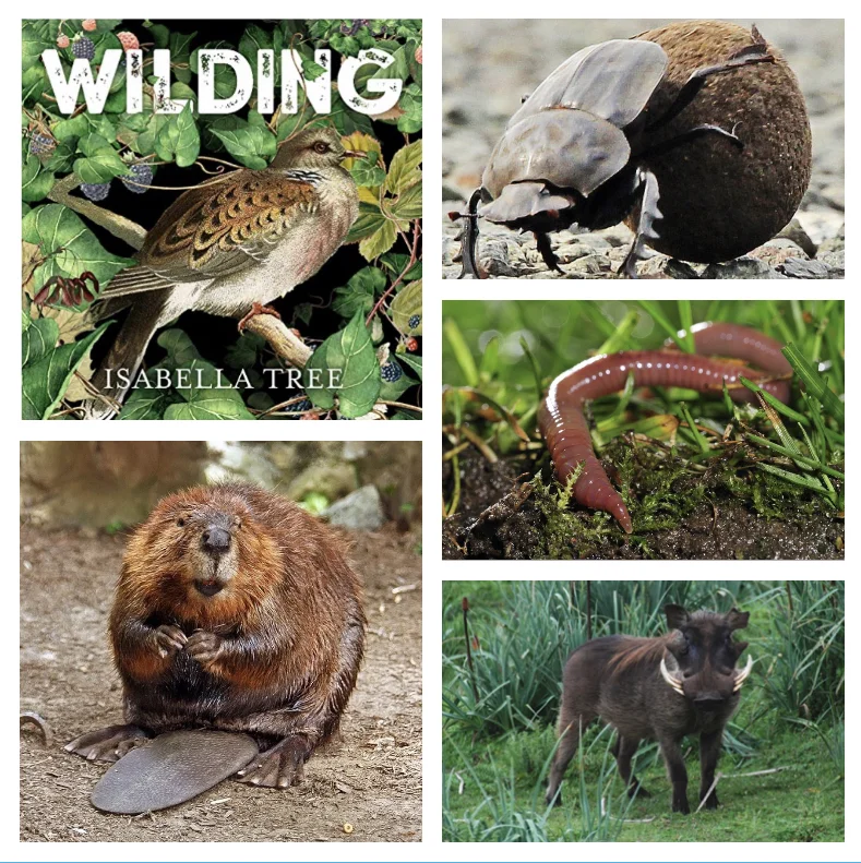 CB5 - Brian Tijan - Wilding