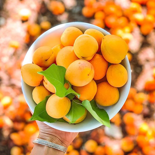 Golden Apricots 🧡 We plucked these from the apricot tree in the yard of the home we rented for our family holiday here in Santa Fe, New Mexico. Just one of the sweet surprises of late summer and I&rsquo;m savoring every juicy bite!! Would you like o